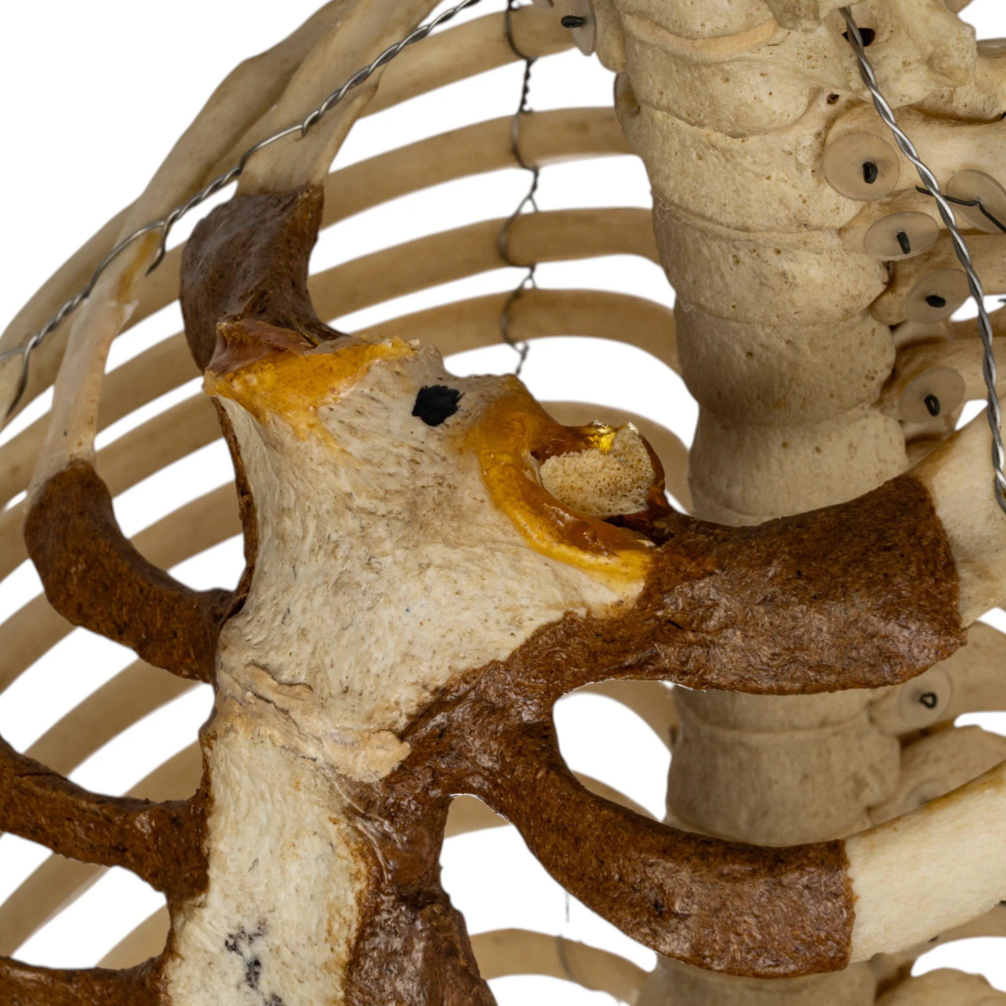 Real Human Torso - Image 7