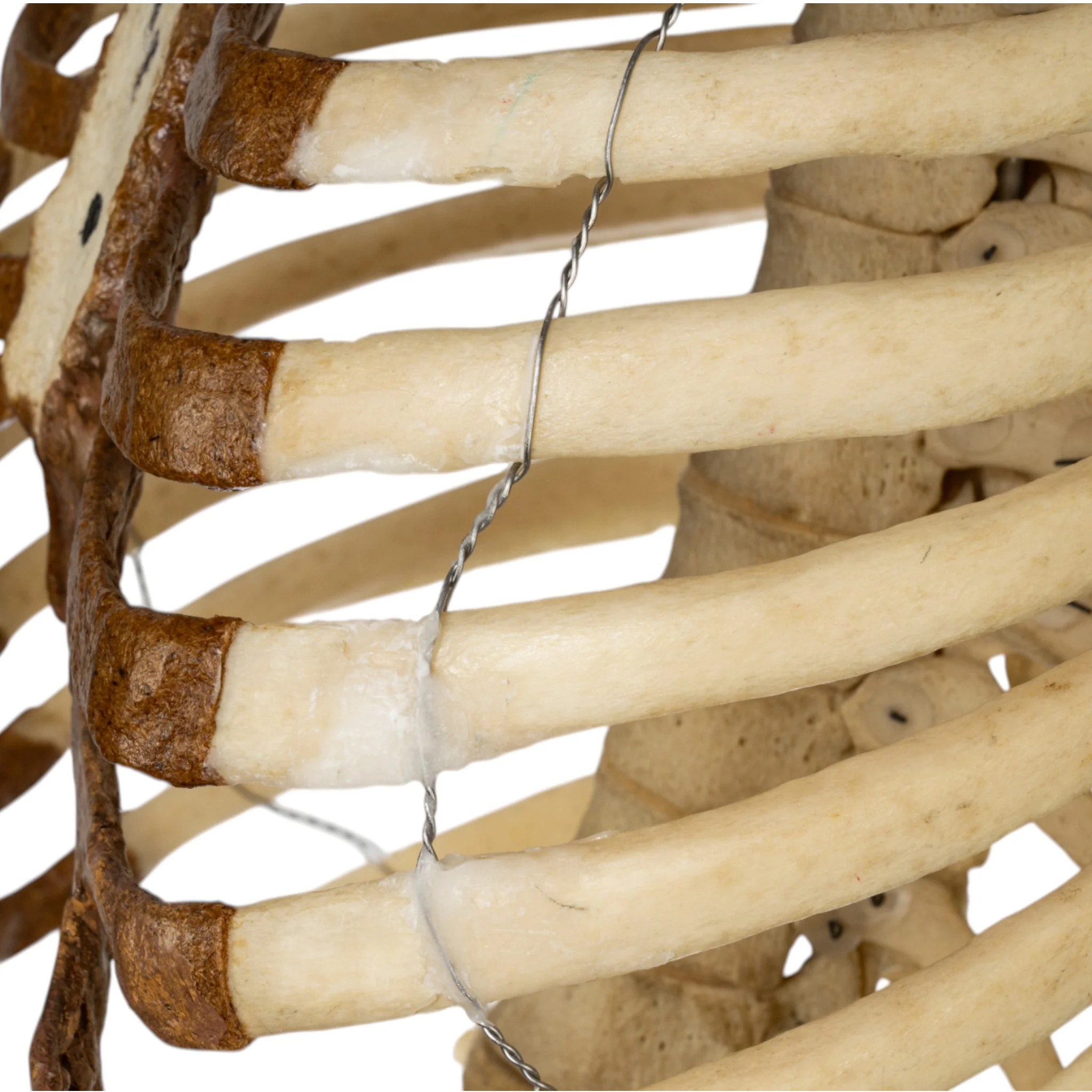Real Human Torso - Image 8