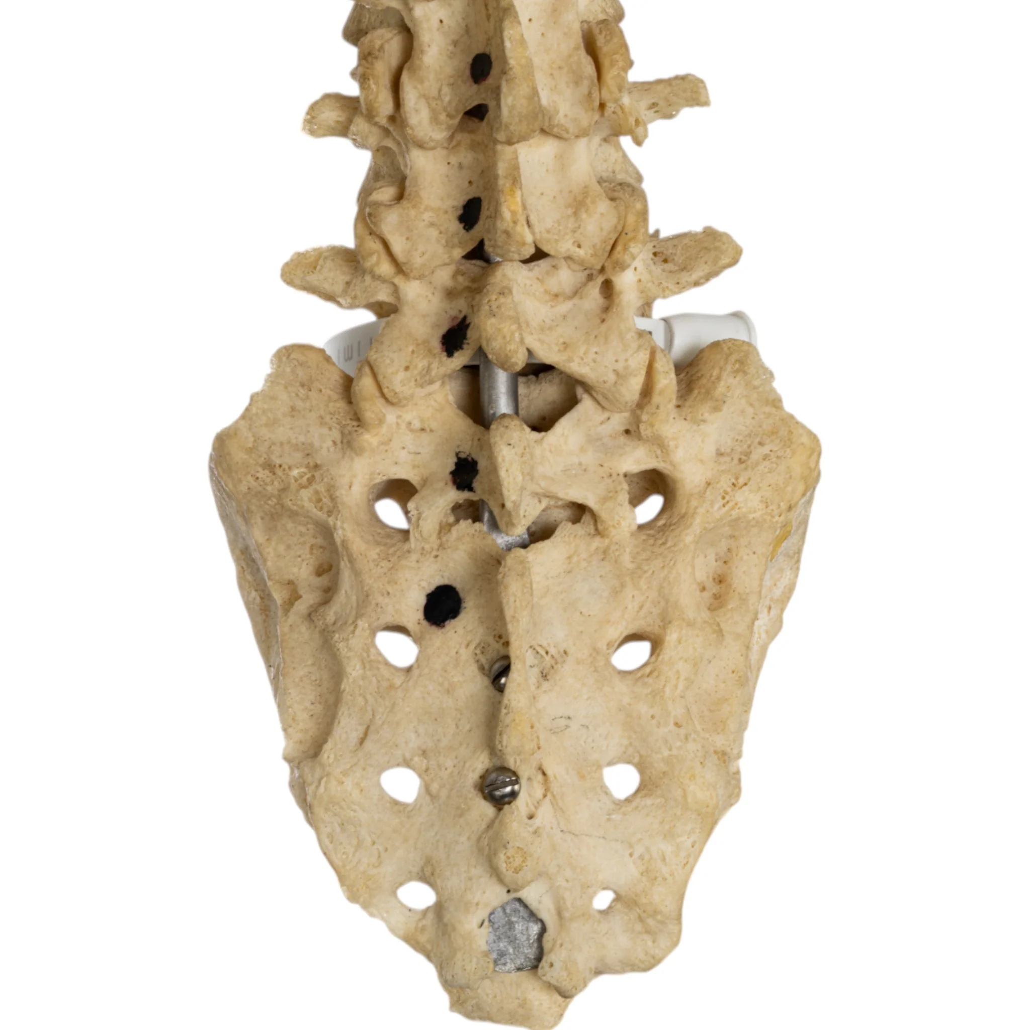Real Human Torso - Image 9