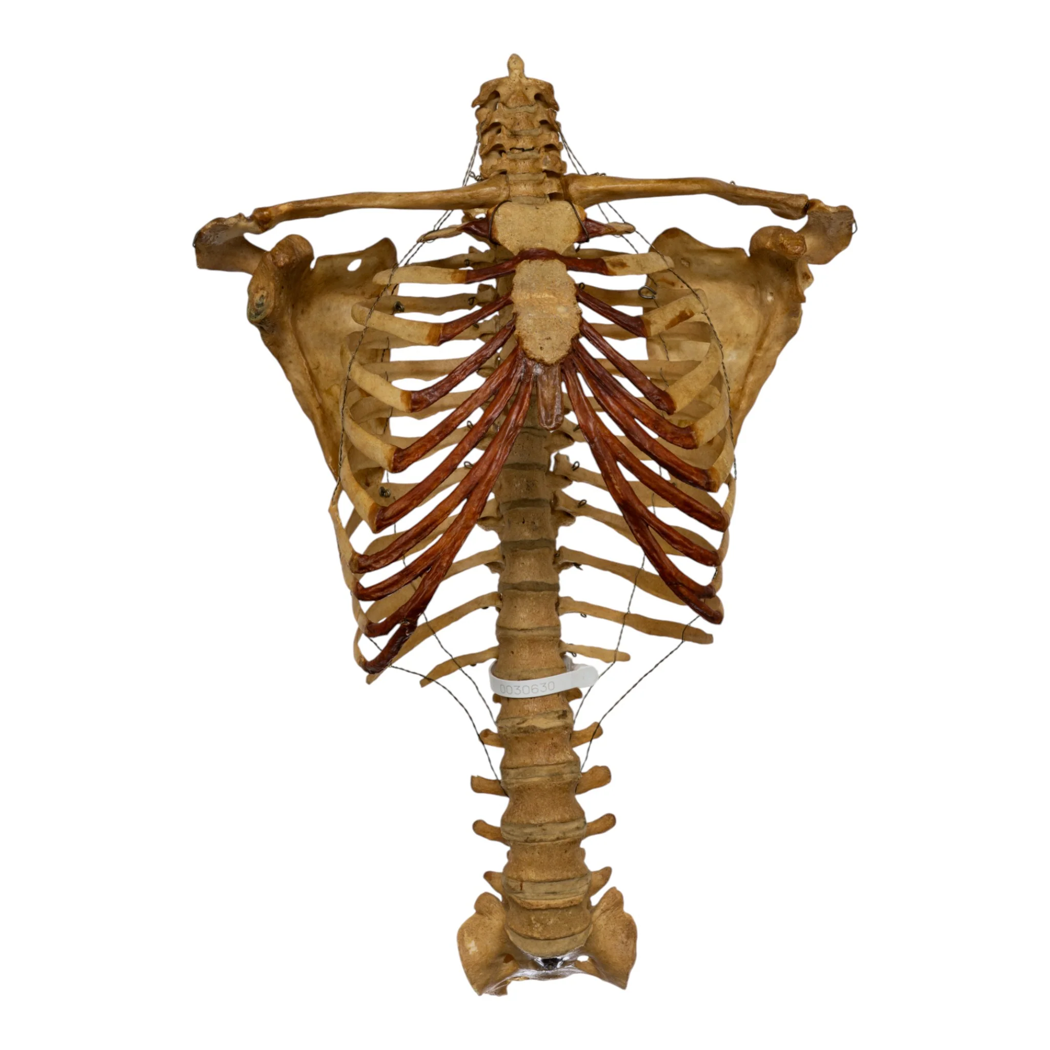Real Human Torso - Image 3