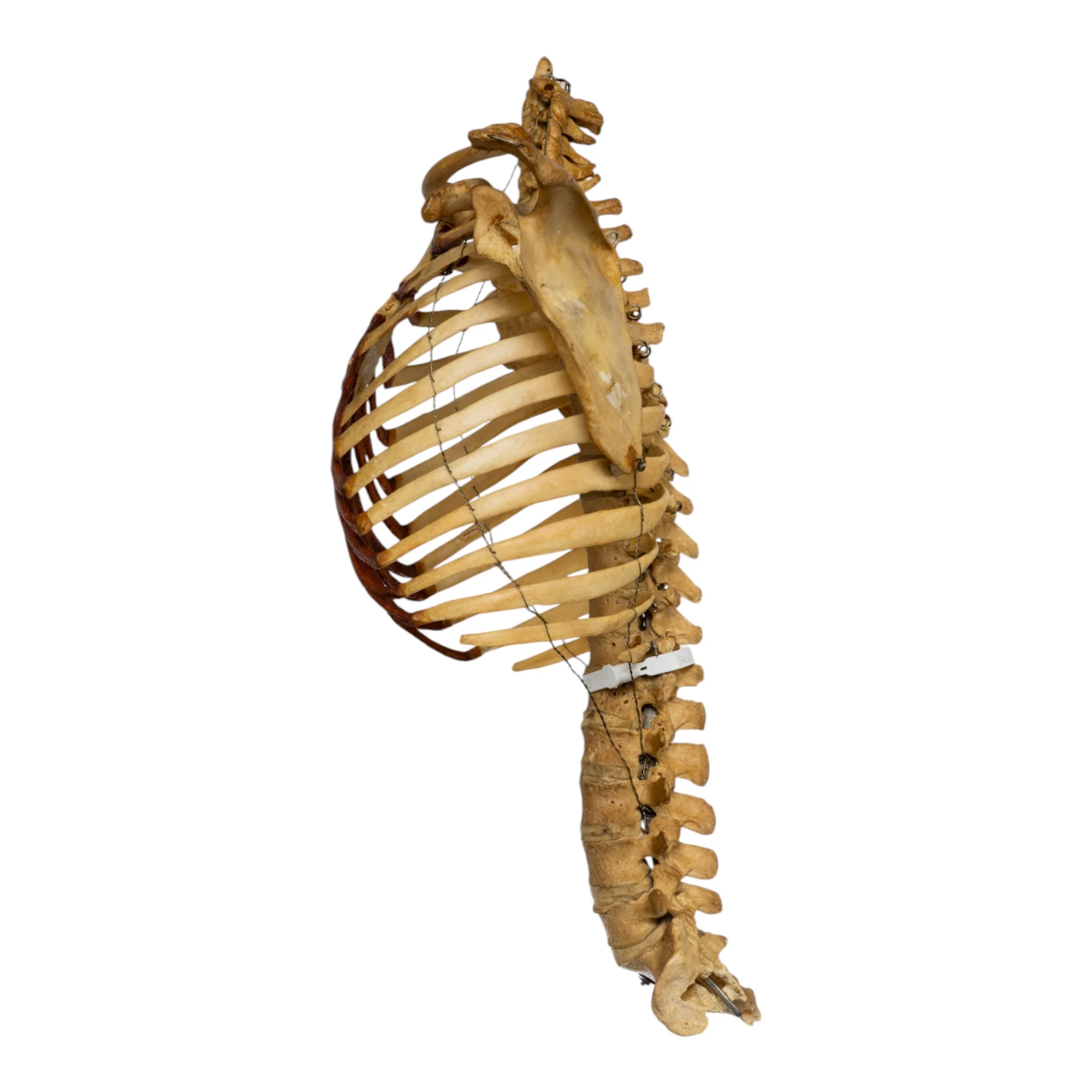 Real Human Torso - Image 4