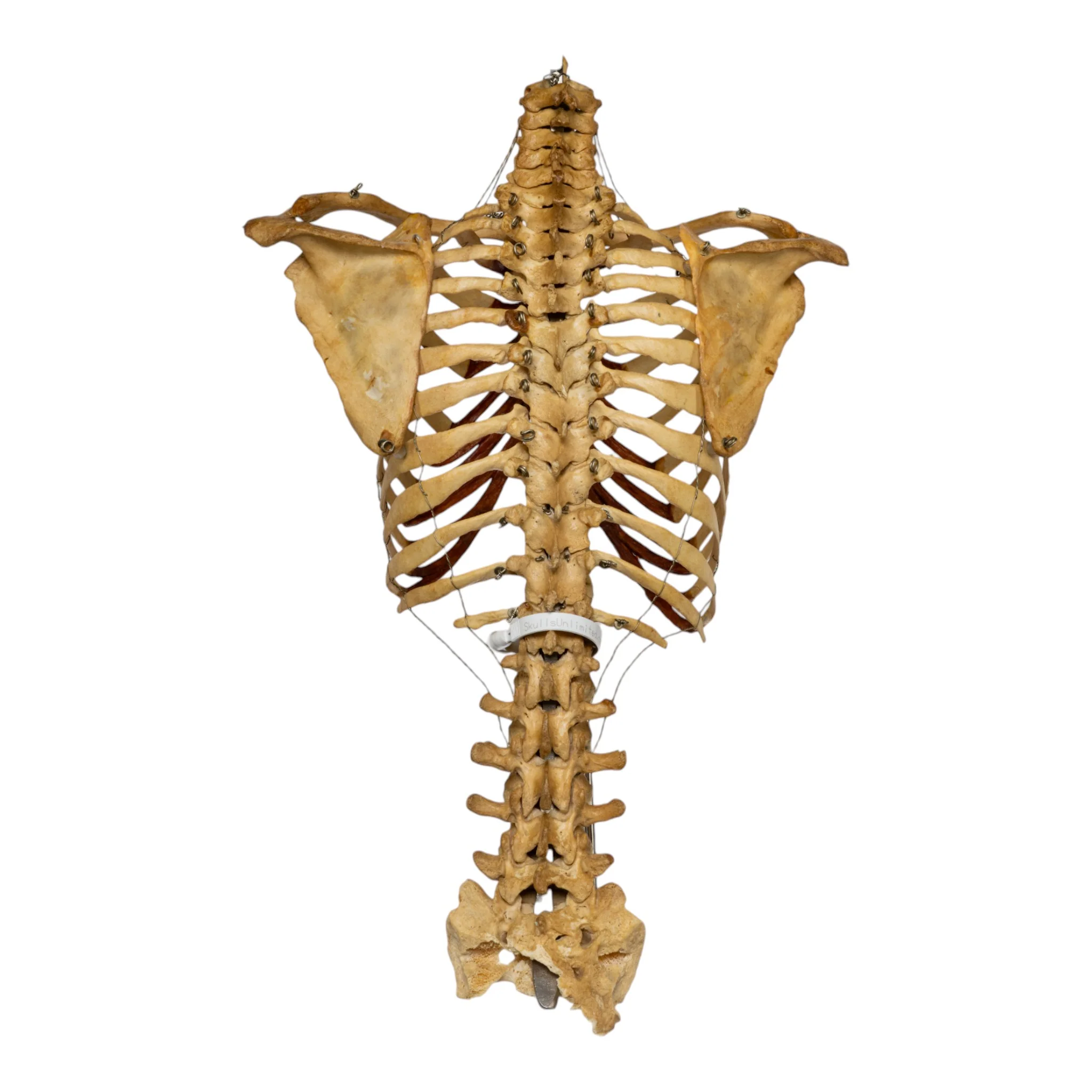 Real Human Torso - Image 5