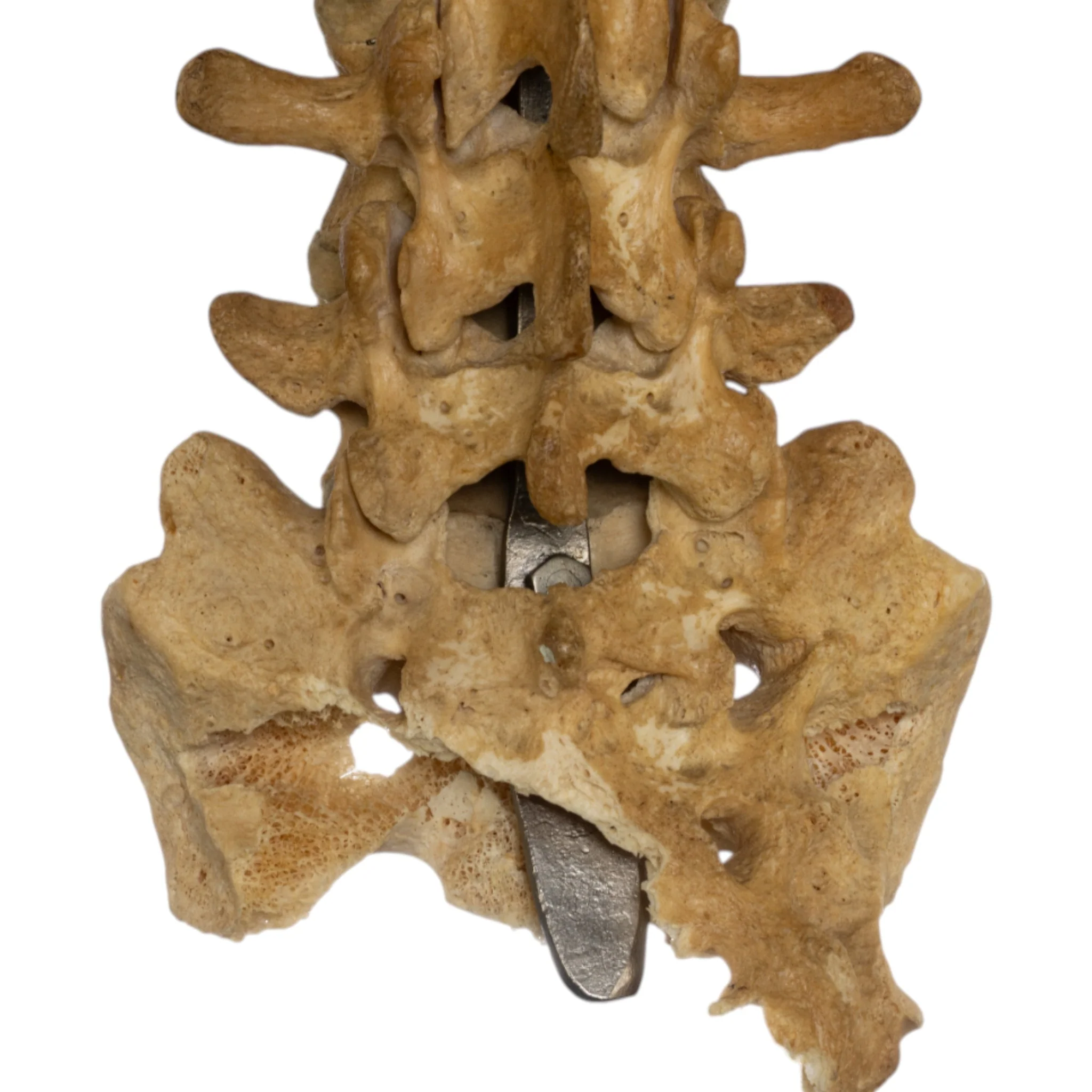 Real Human Torso - Image 6