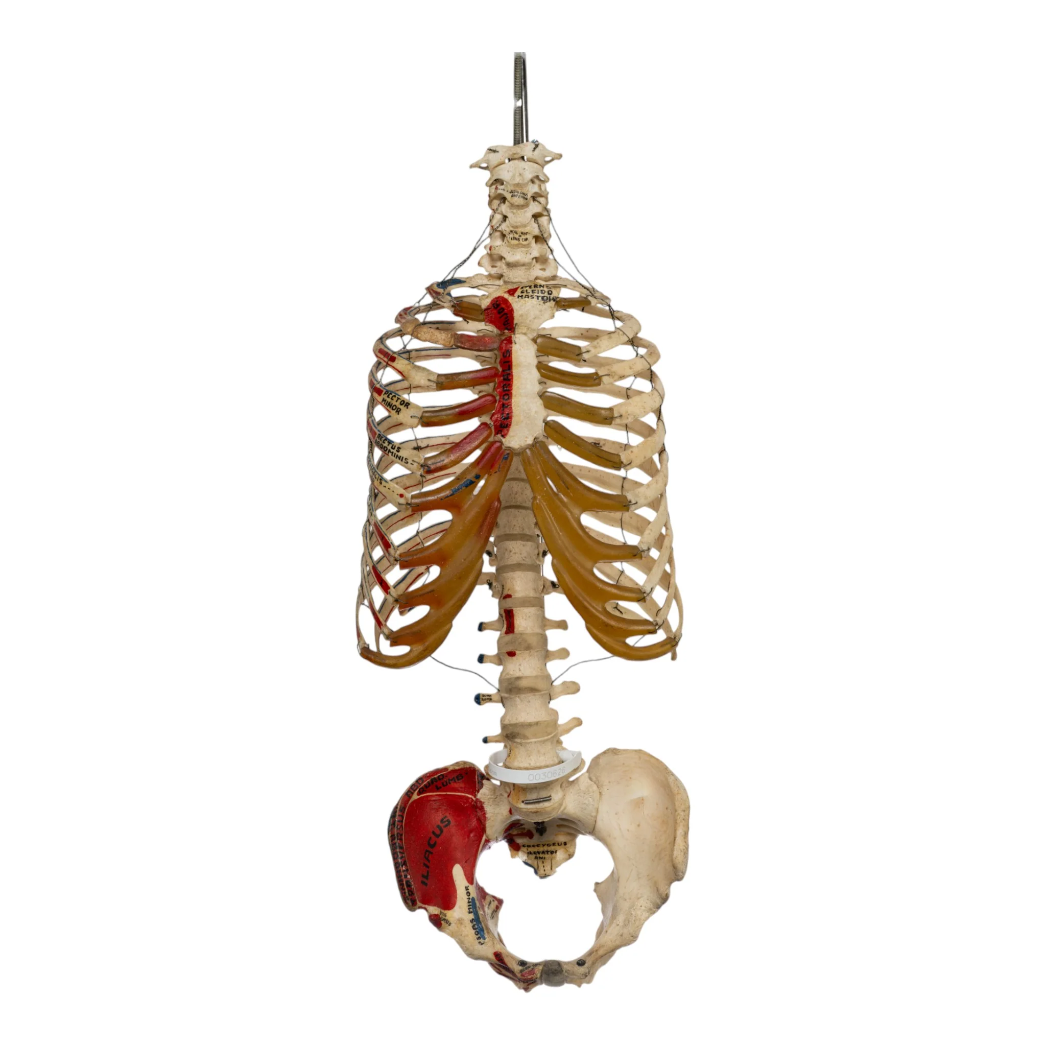 Real Human Torso - Painted - Image 3