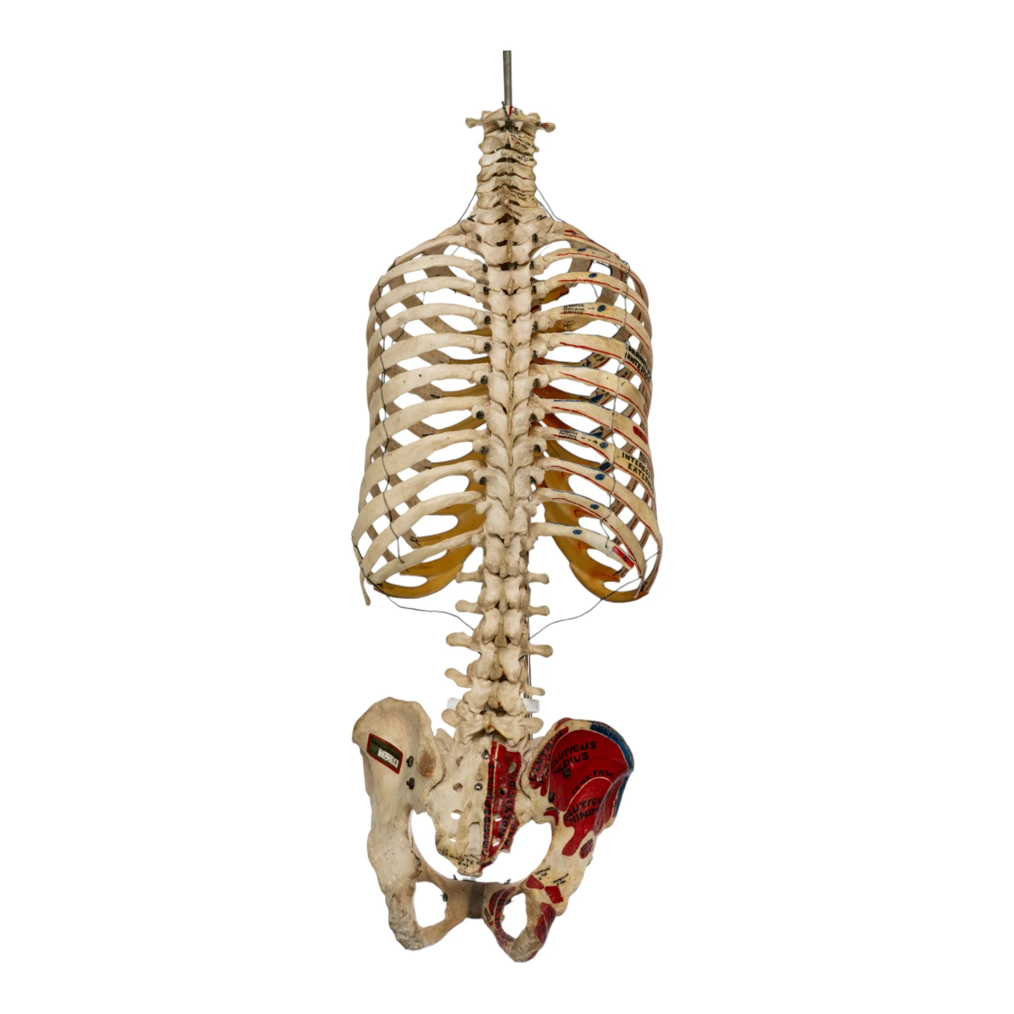 Real Human Torso - Painted - Image 5