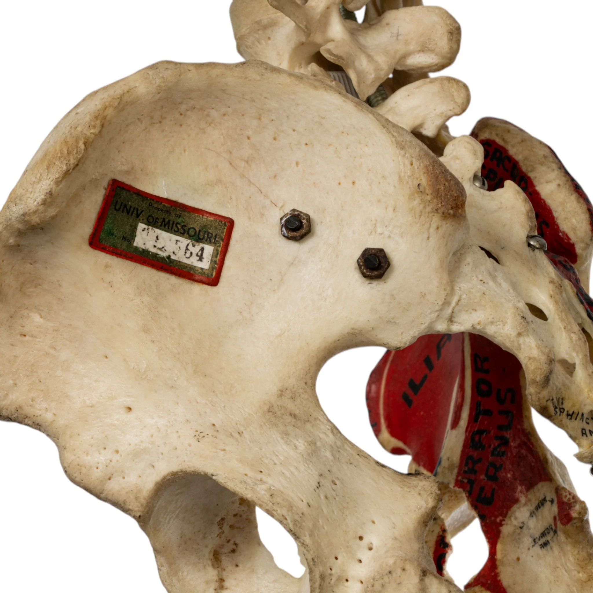 Real Human Torso - Painted - Image 9