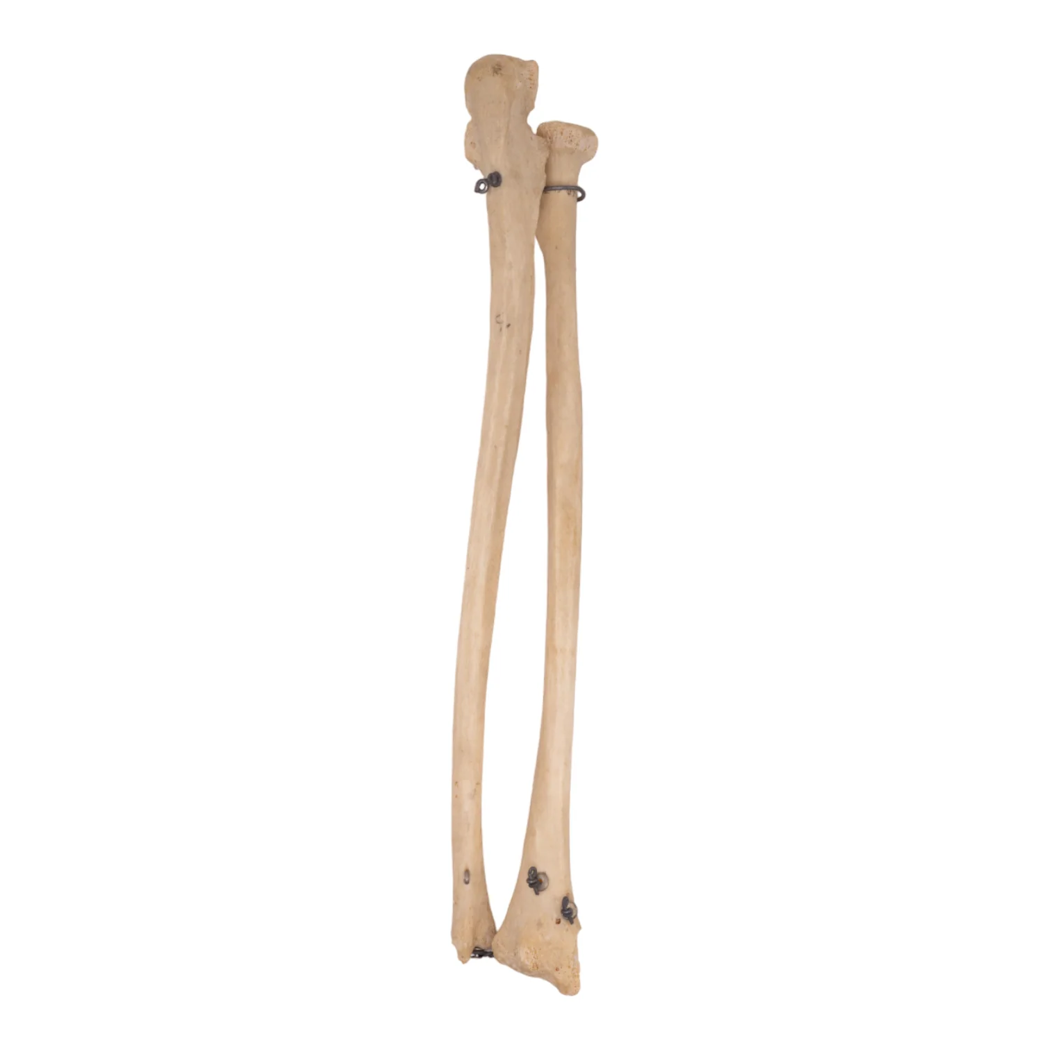 Real Human Ulna and Radius - Antique, Articulated - Image 4