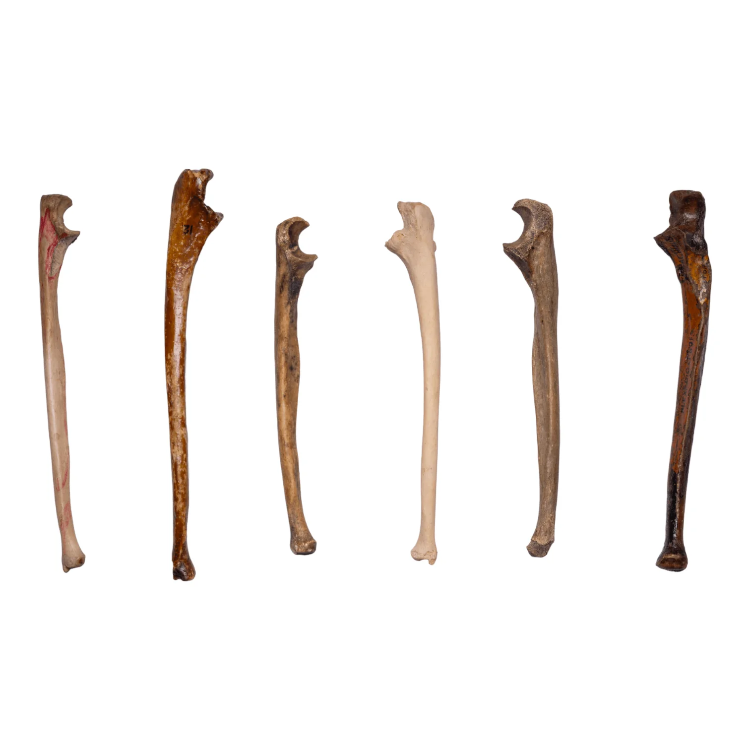 Real Human Ulna - Antique (Single)