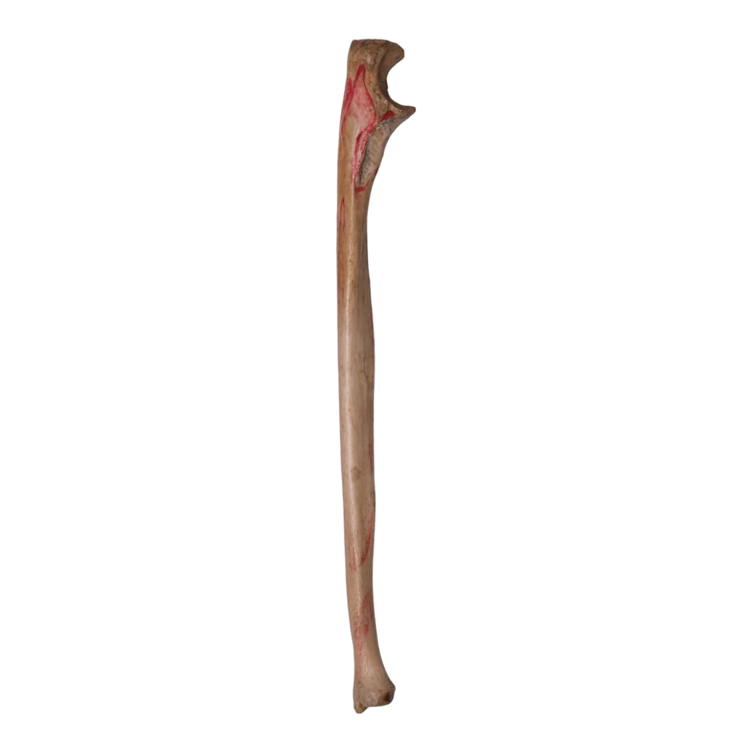Real Human Ulna - Antique (Single) - Image 2