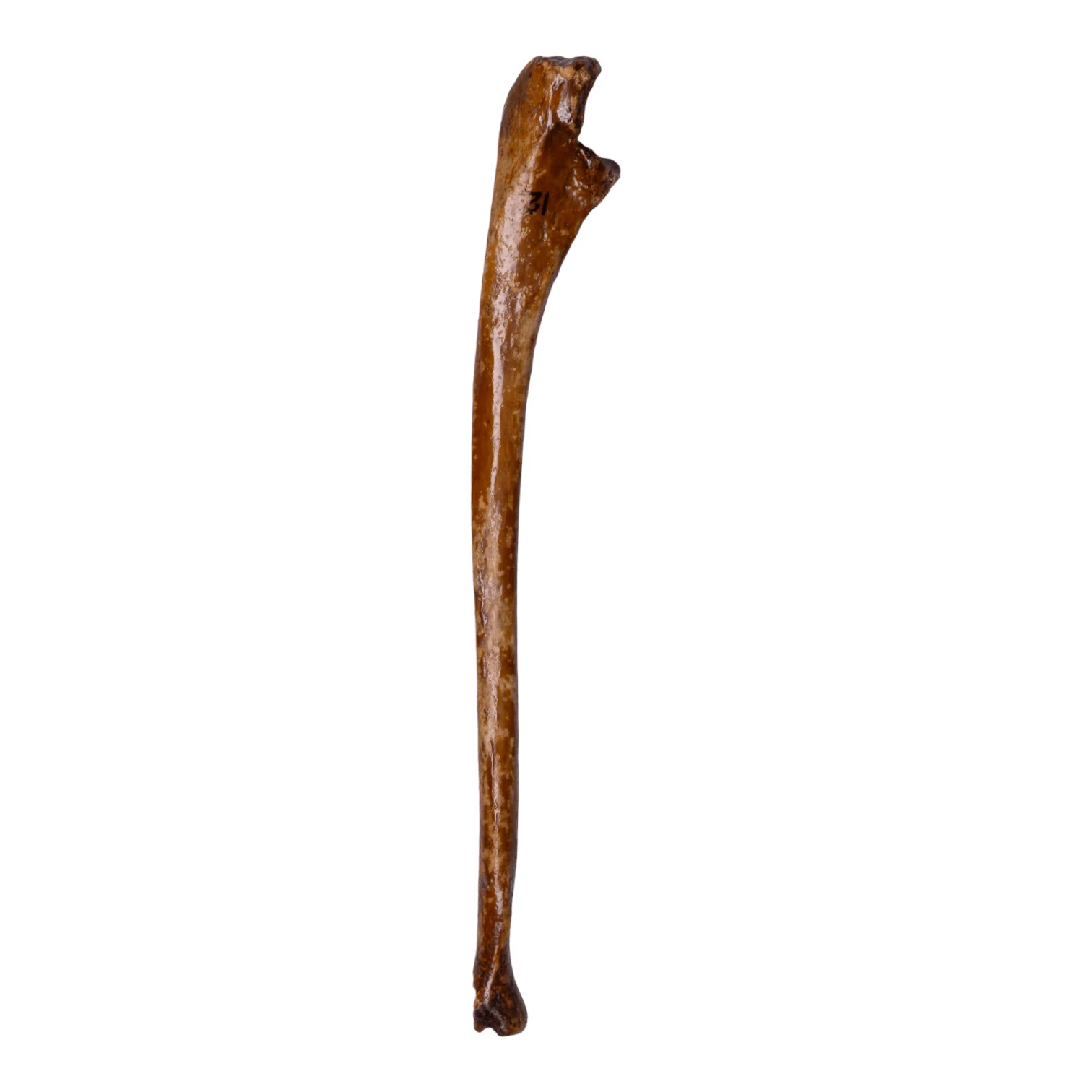 Real Human Ulna - Antique (Single) - Image 3