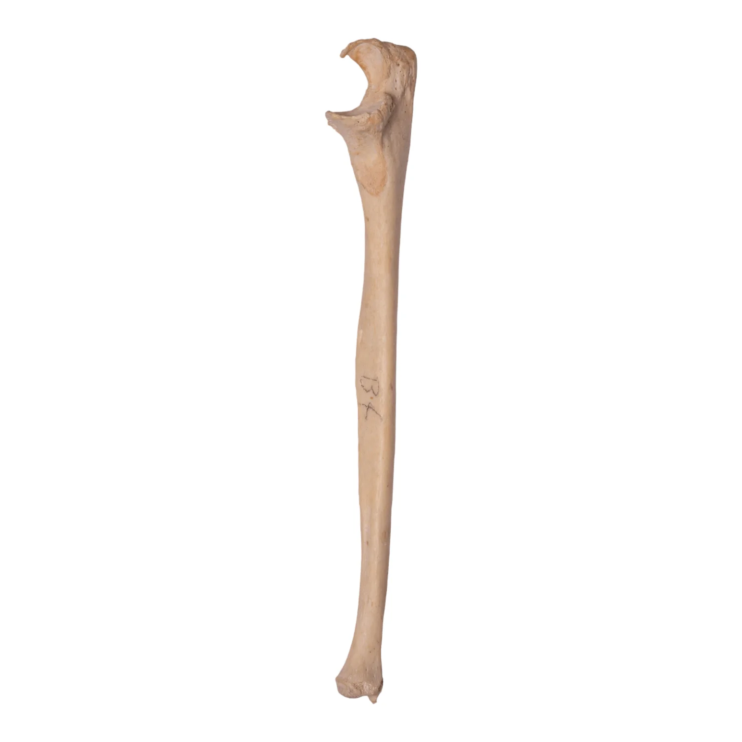 Real Human Ulna - Antique (Single) - Image 4