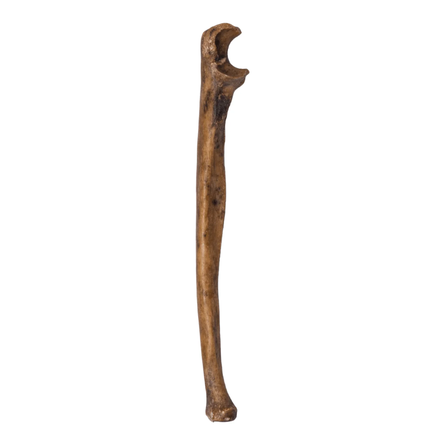 Real Human Ulna - Antique (Single) - Image 5