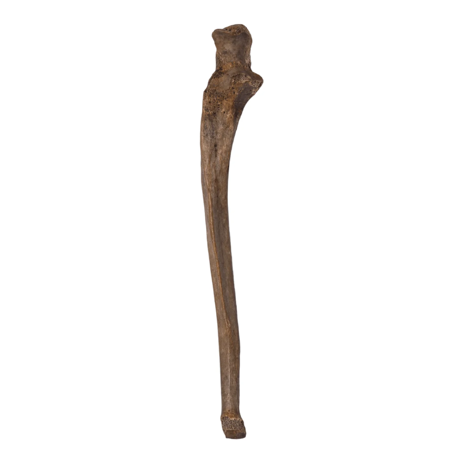 Real Human Ulna - Antique (Single) - Image 6
