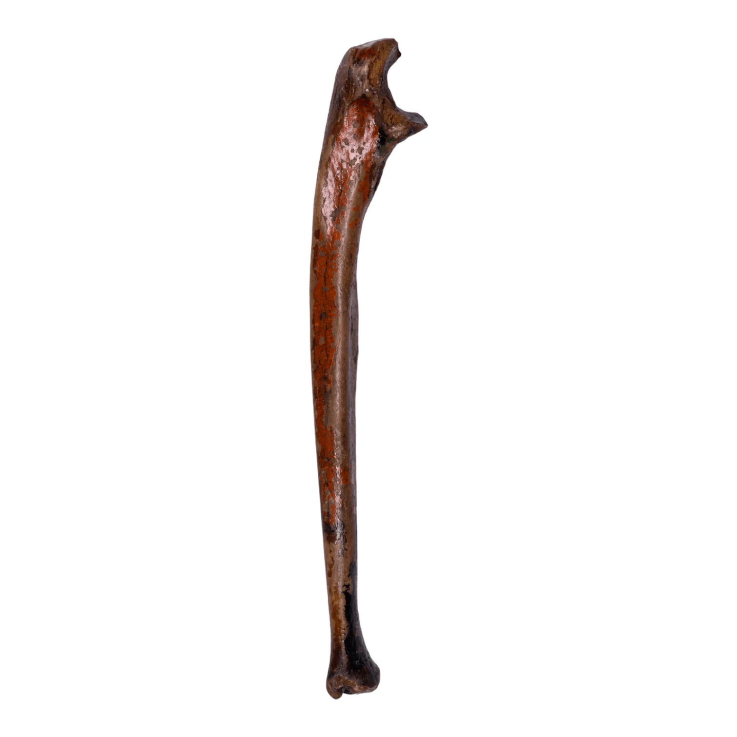 Real Human Ulna - Antique (Single) - Image 7