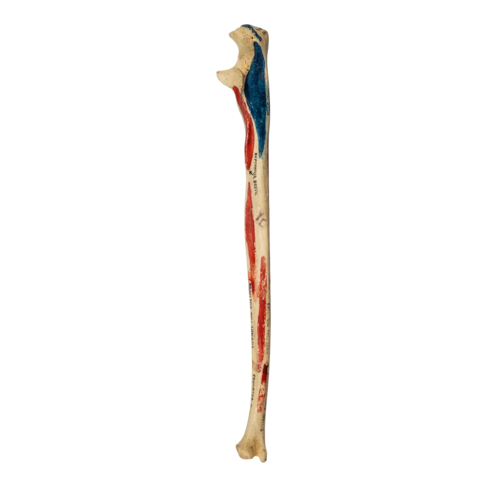 Real Human Ulna - Painted - Image 2