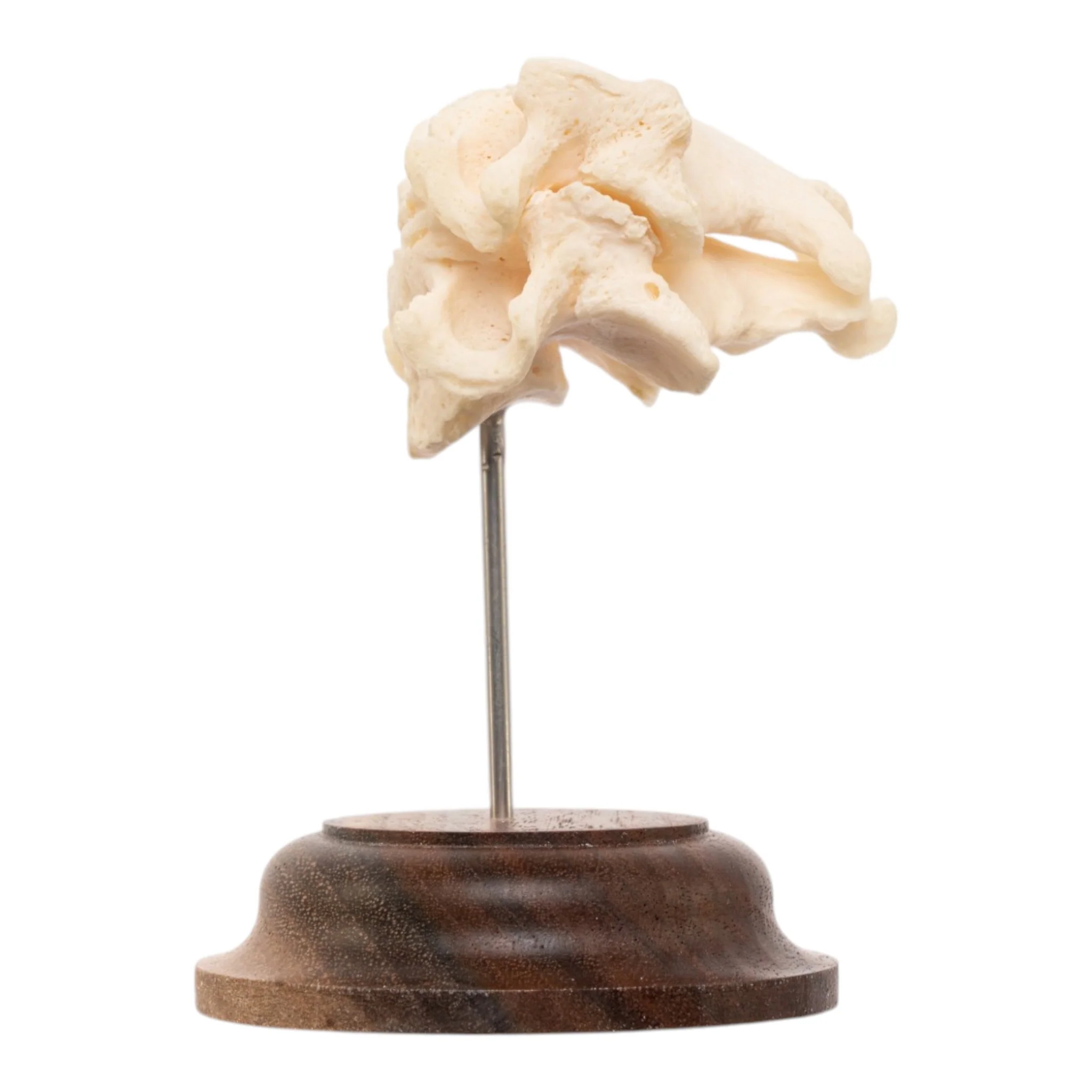 Real Human Vertebrae Set - Image 4
