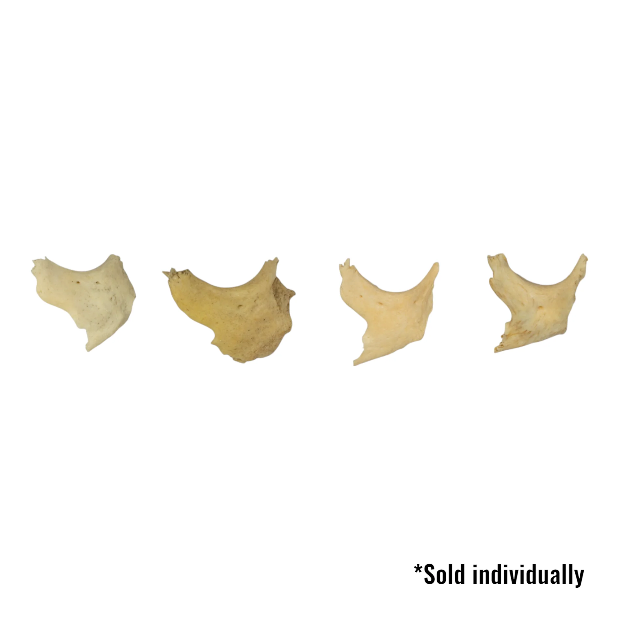 Real Human Zygomatic Bone - Single