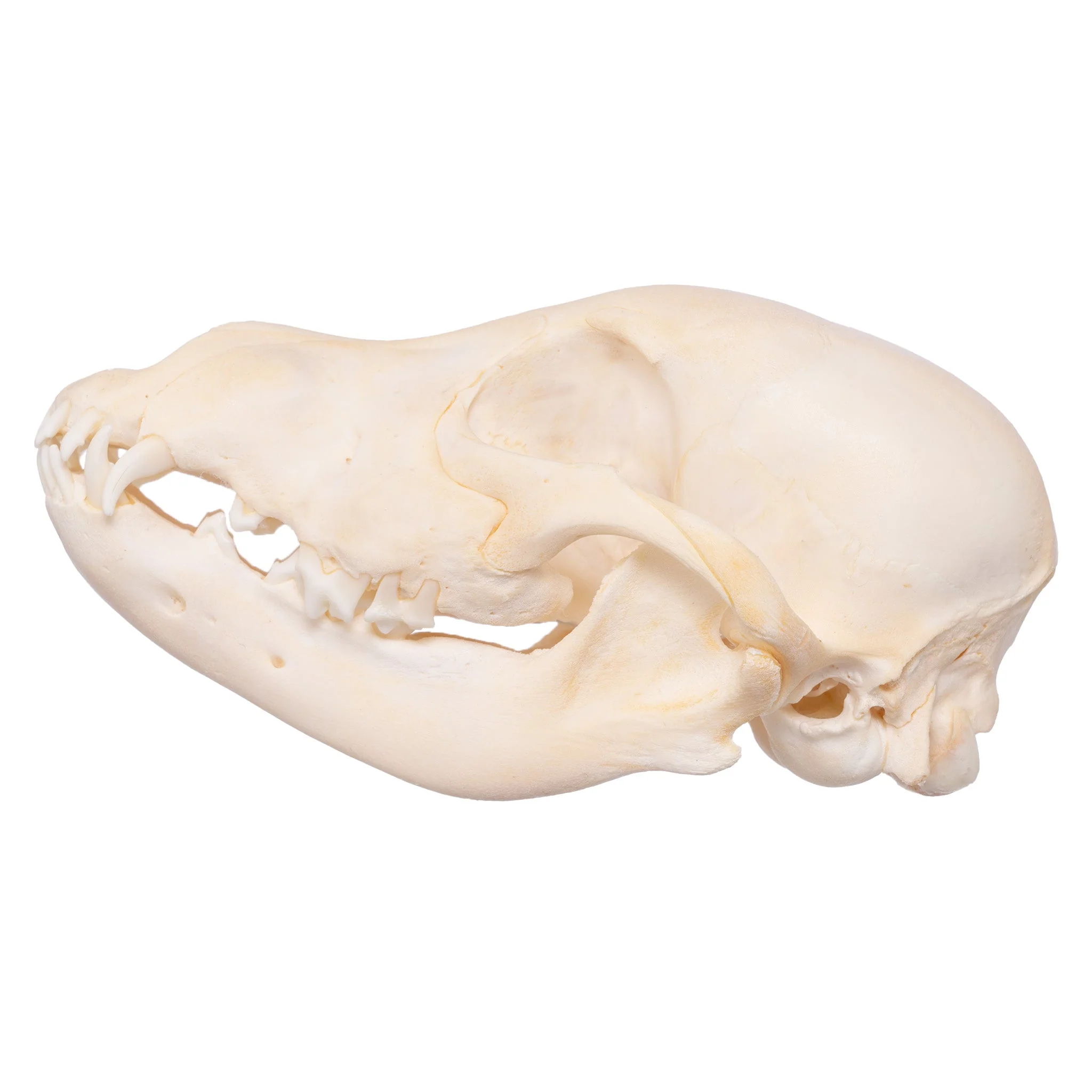 Real Domestic Dog Skull - Husky Puppy - Image 4