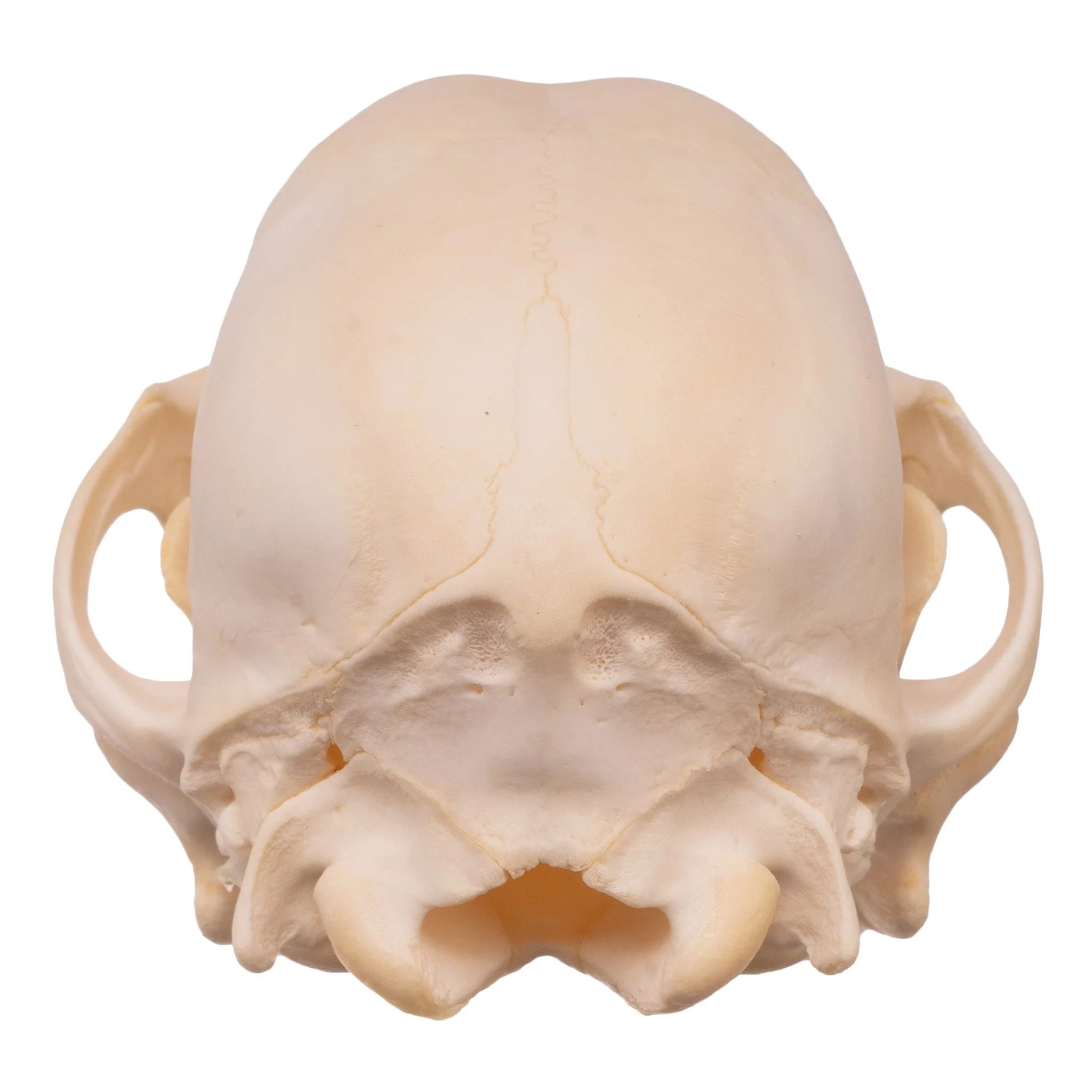 Real Domestic Dog Skull - Husky Puppy - Image 5