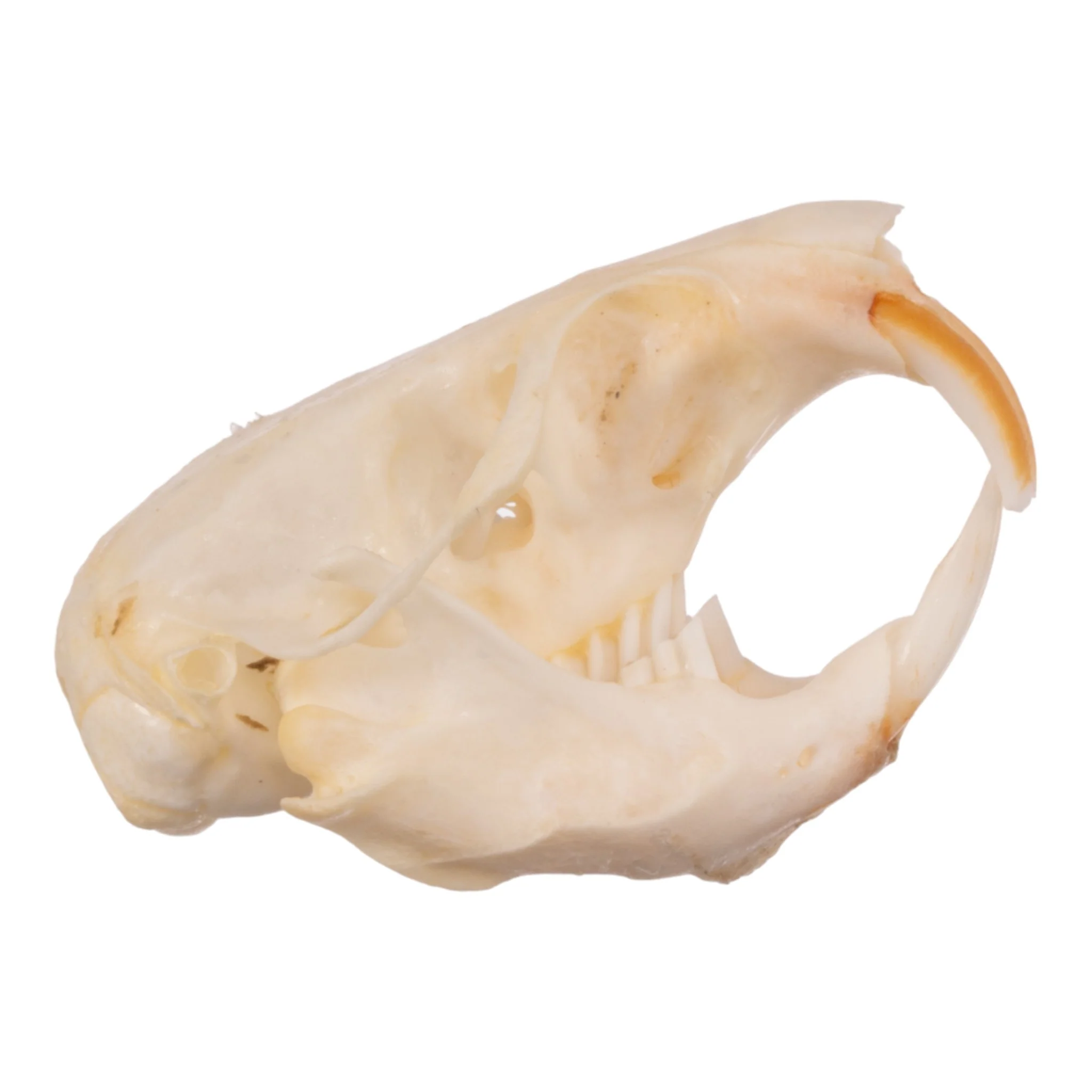 Real Idaho Pocket Gopher Skull - Image 2
