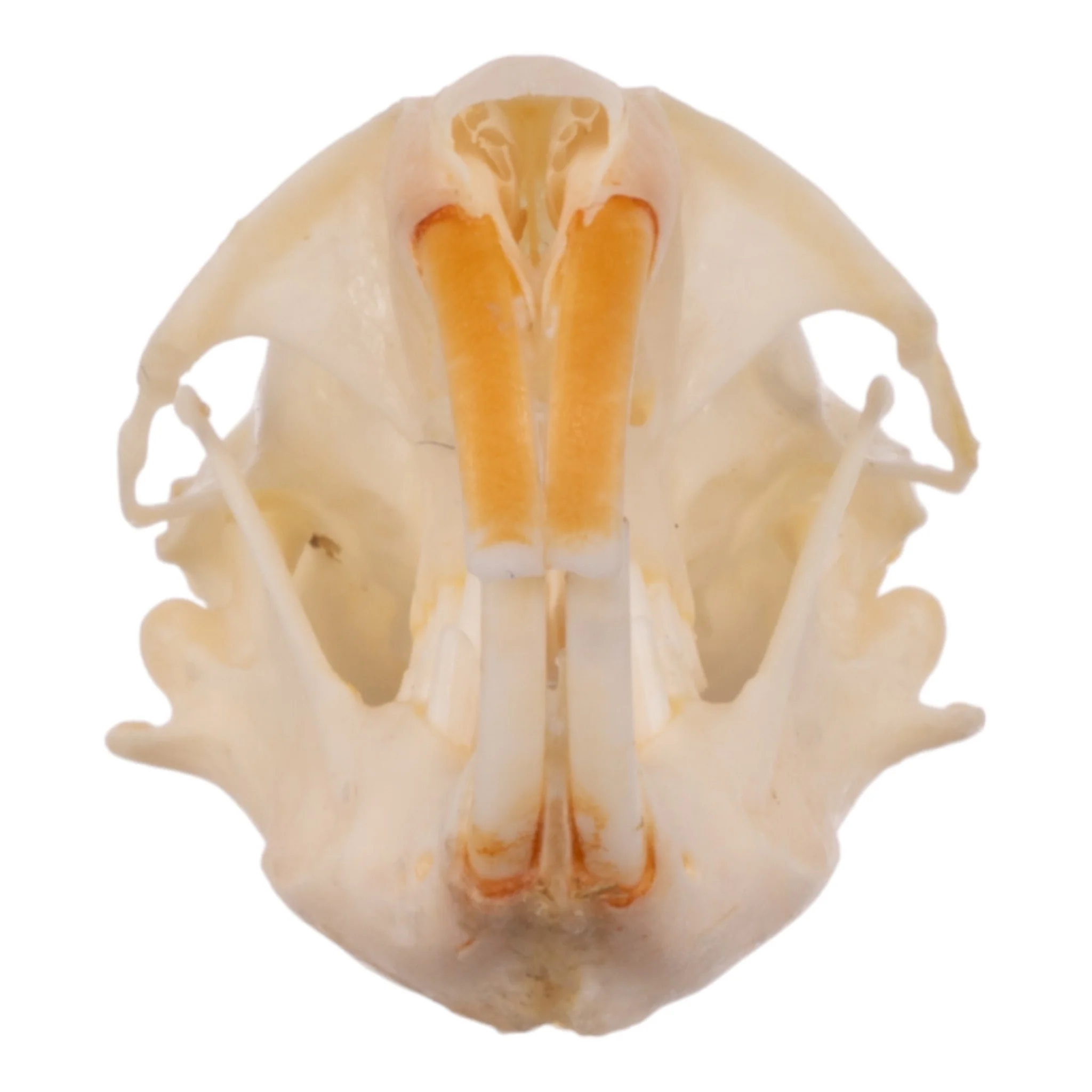 Real Idaho Pocket Gopher Skull - Image 3