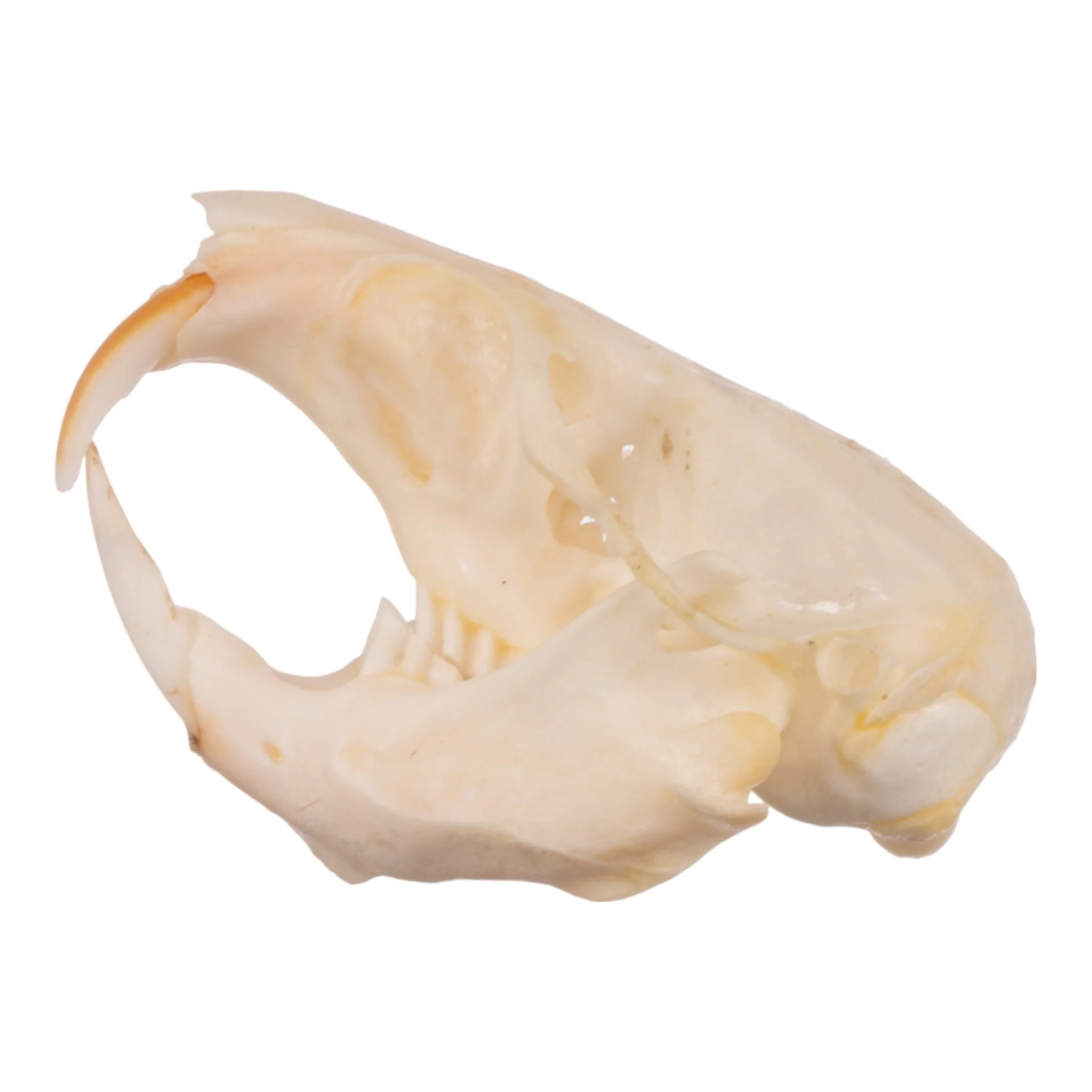 Real Idaho Pocket Gopher Skull - Image 4