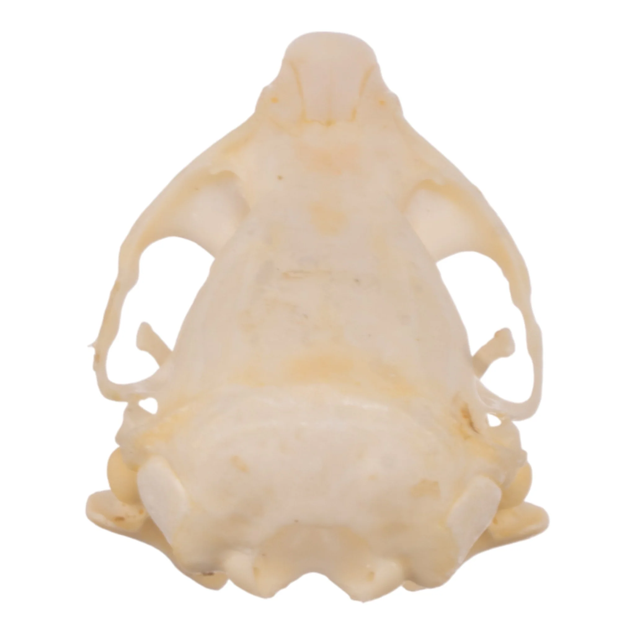 Real Idaho Pocket Gopher Skull - Image 5