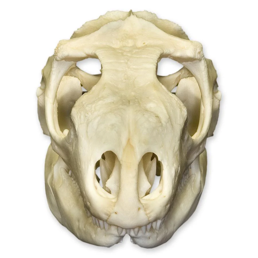 Real Green Iguana Skull - Image 3
