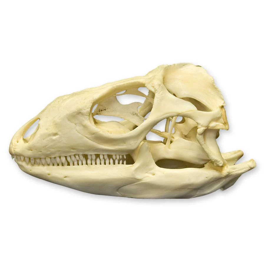 Real Green Iguana Skull - Image 4
