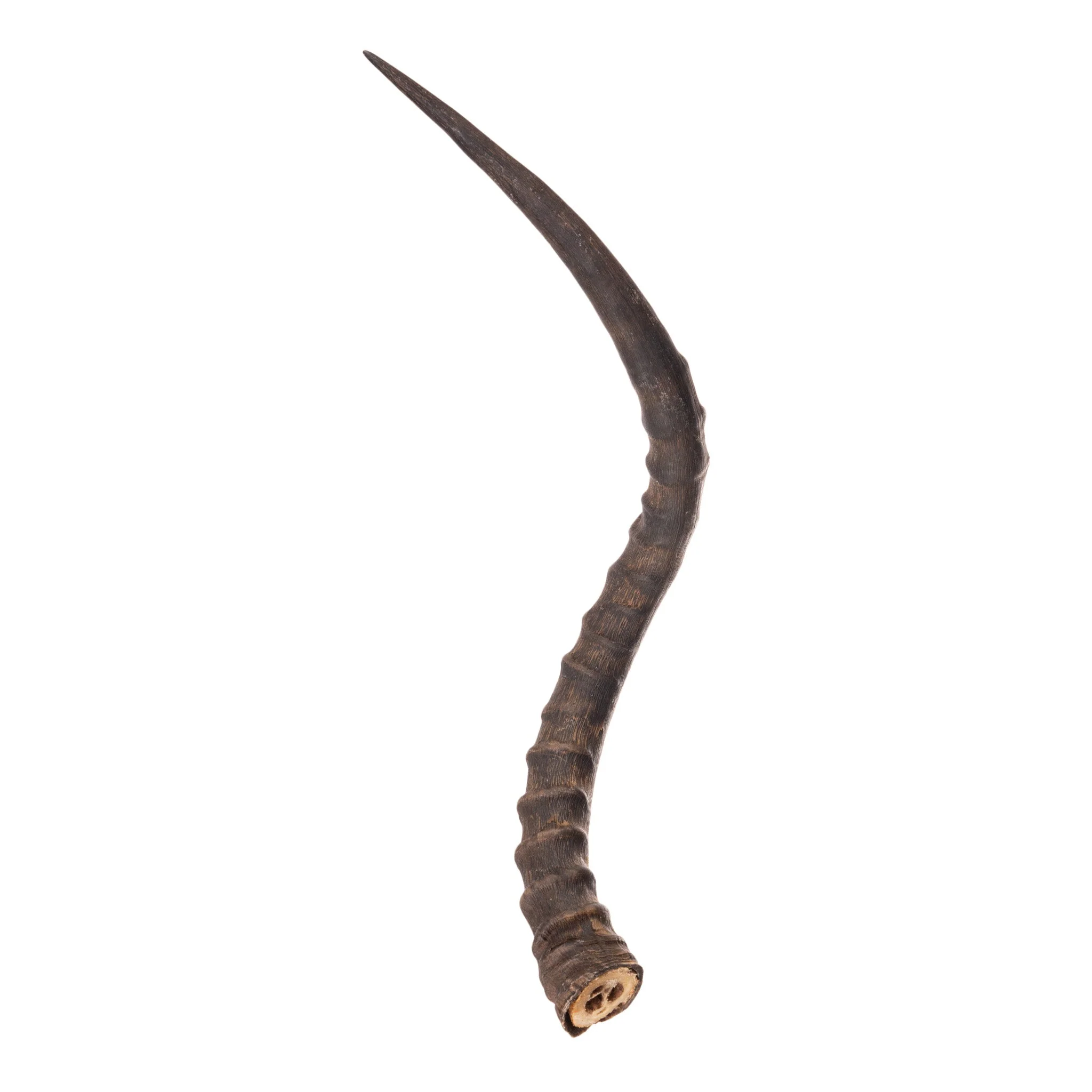 Real Impala Horn - Single - Image 2