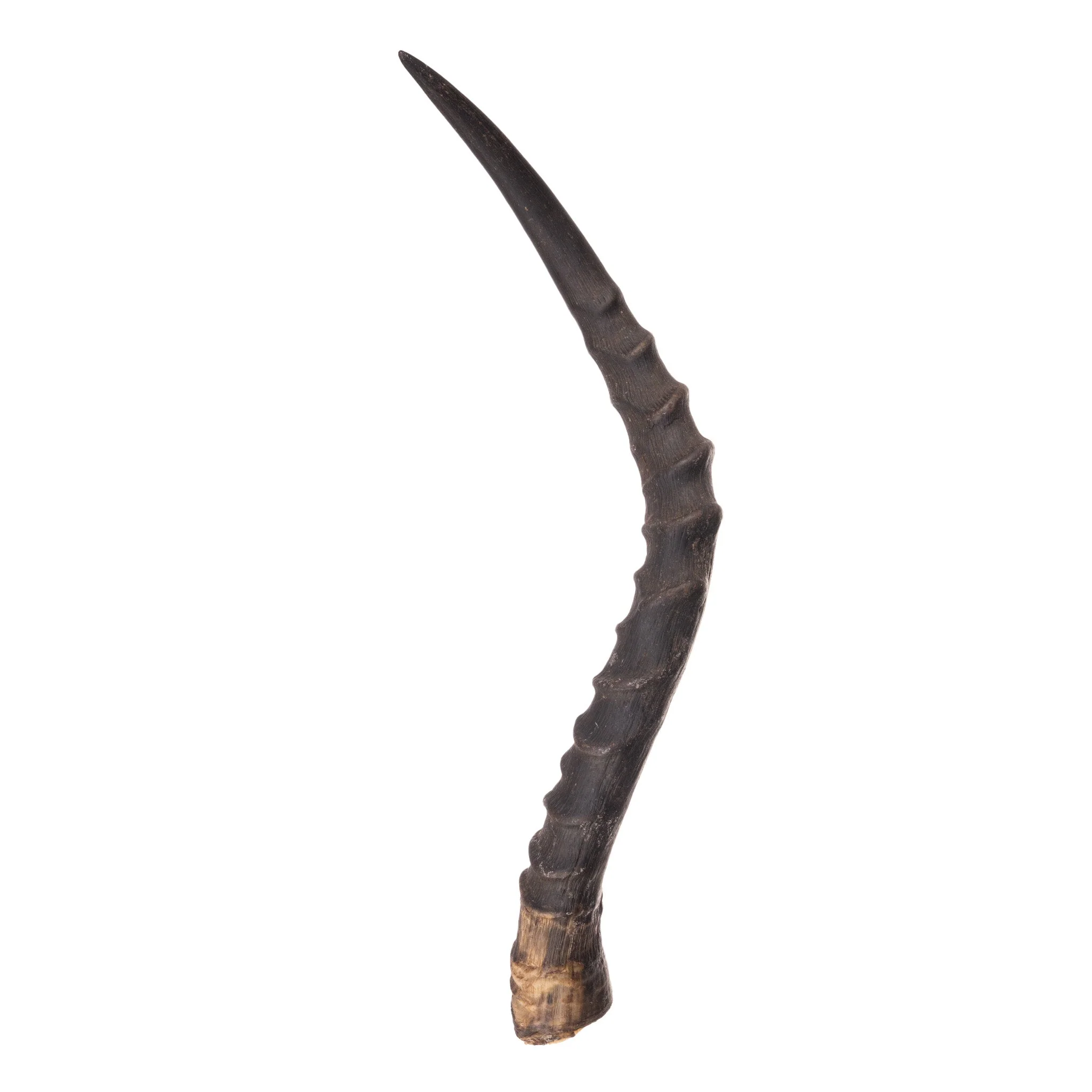 Real Impala Horn - Single - Image 3