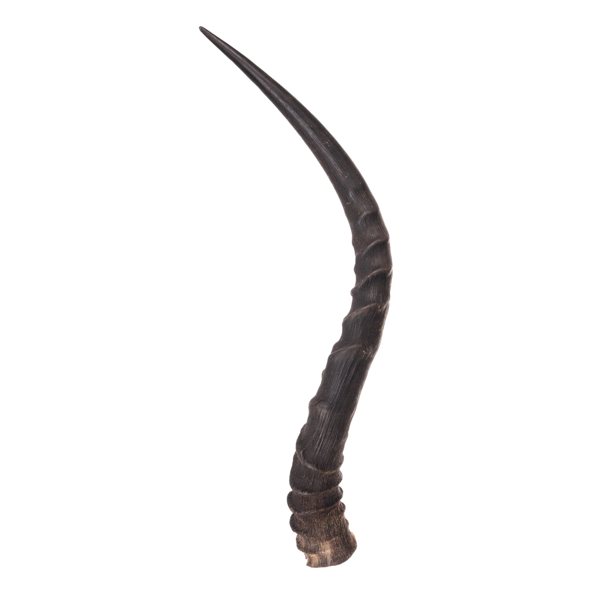 Real Impala Horn - Single - Image 5