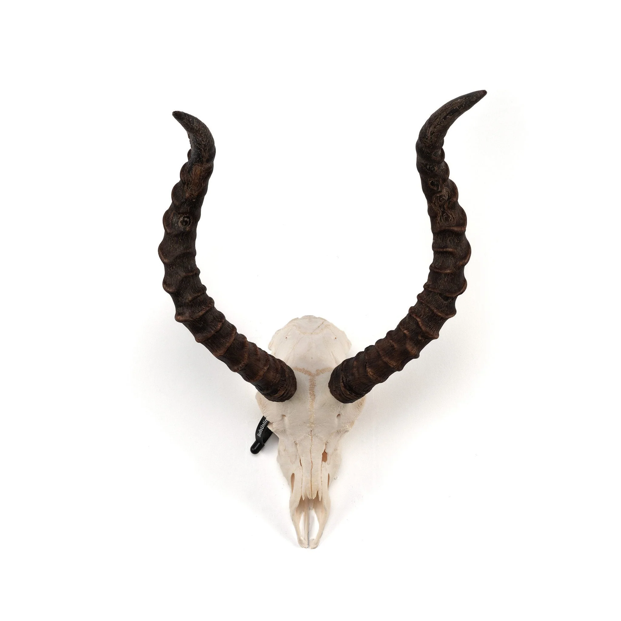 Real Impala Skull - Image 2