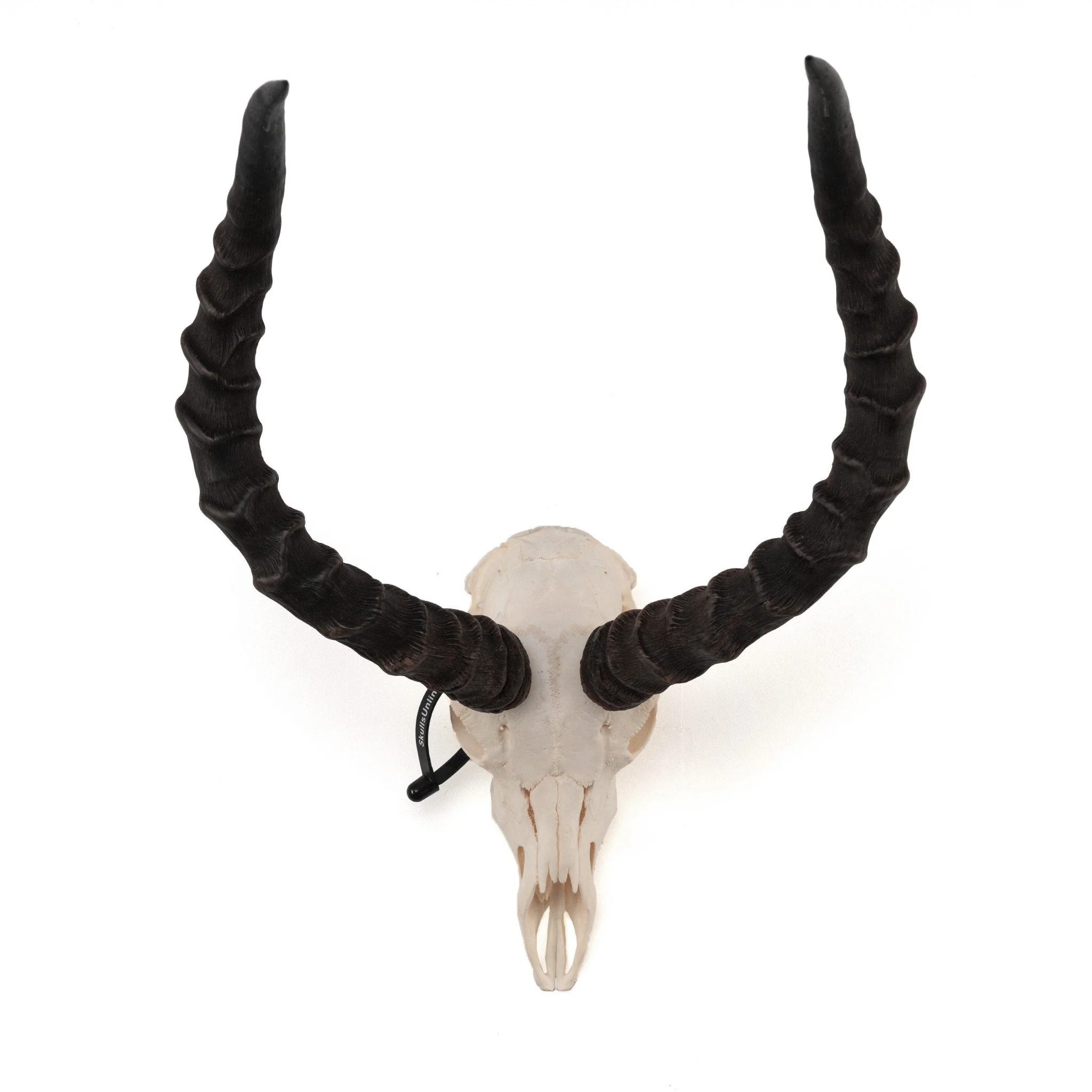 Real Impala Skull - Image 3