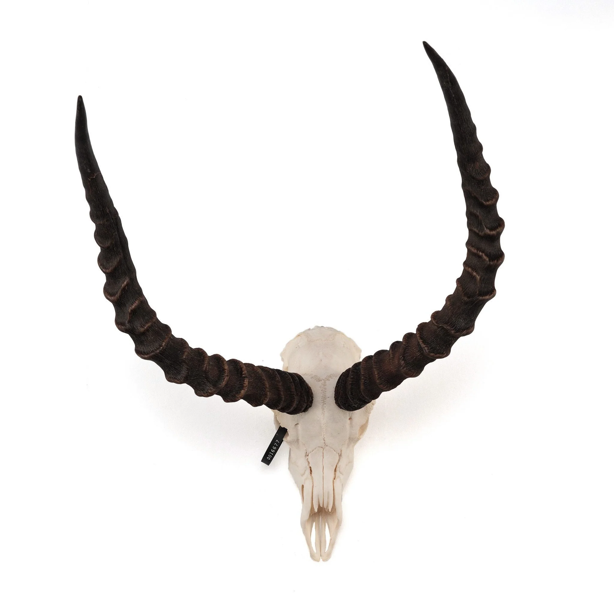 Real Impala Skull - Image 4
