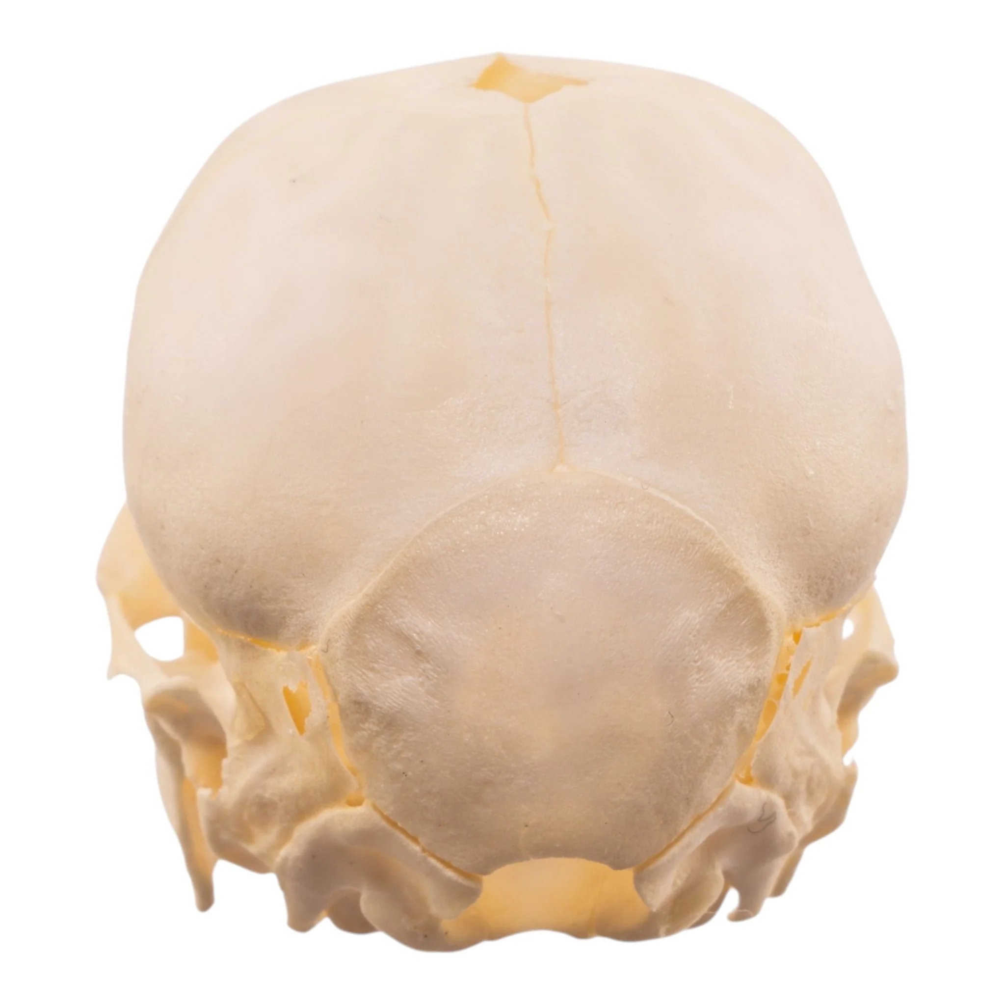 Real Juvenile Domestic Pig Skull - Image 5