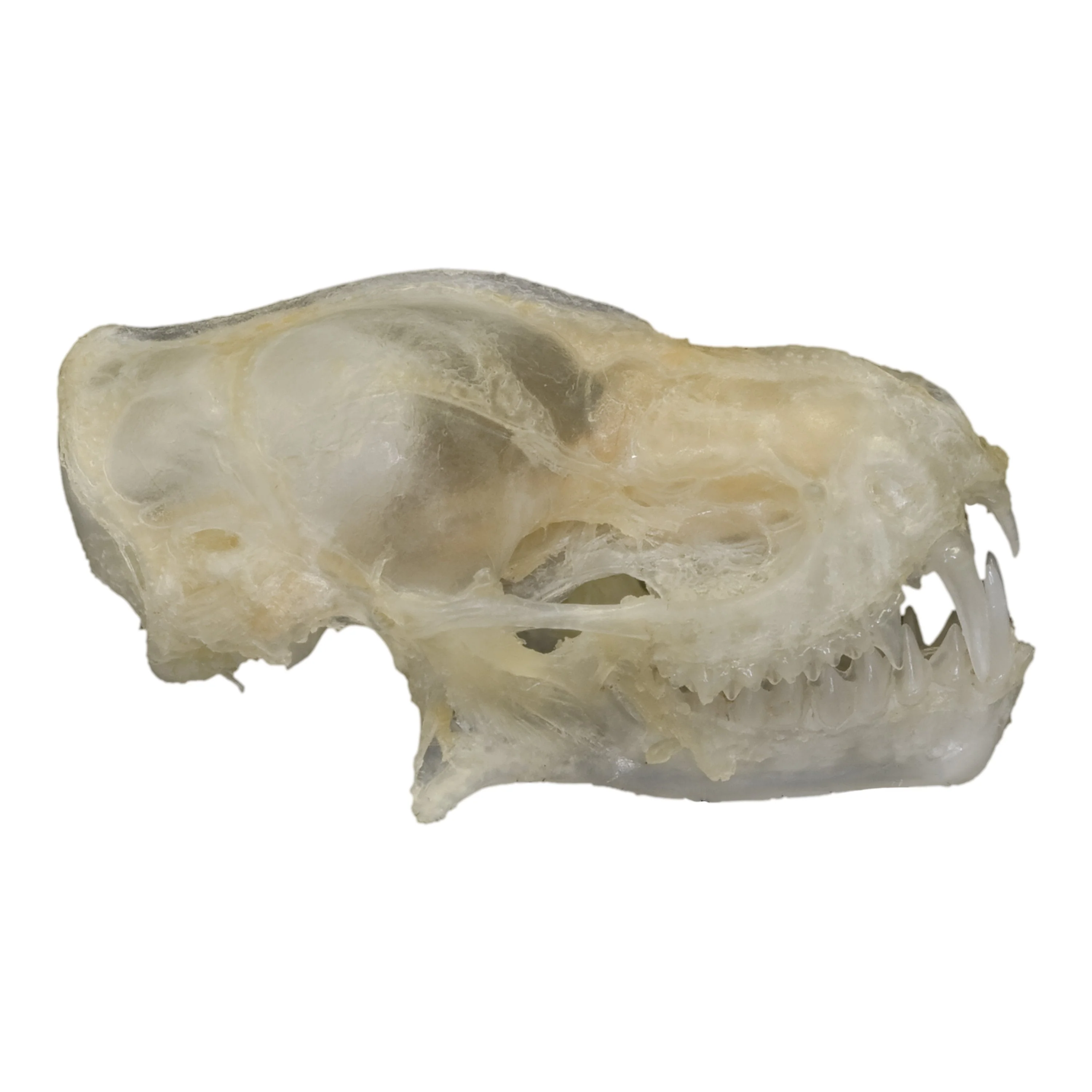 Real Javan Mastiff Bat Skull - Image 2