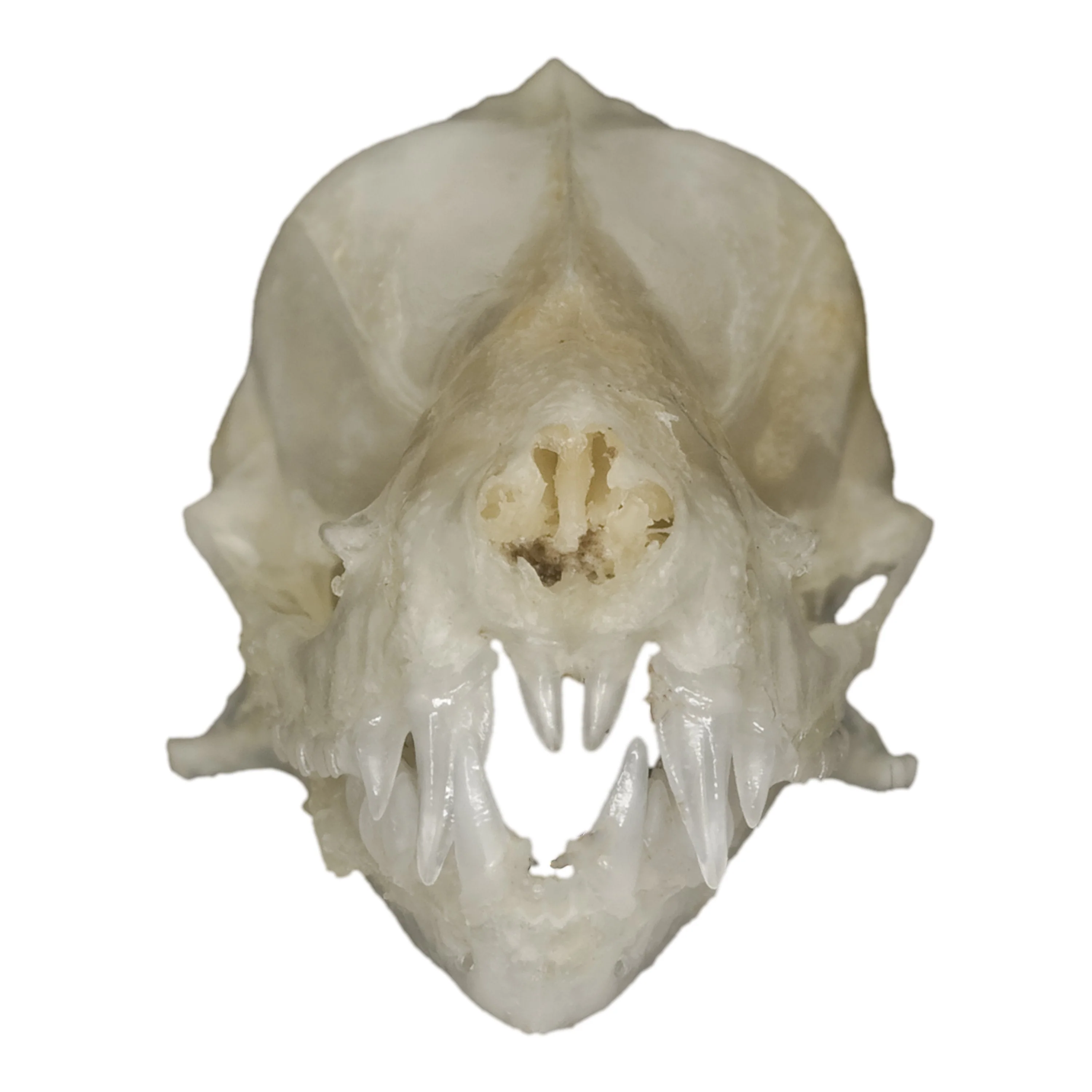 Real Javan Mastiff Bat Skull - Image 3