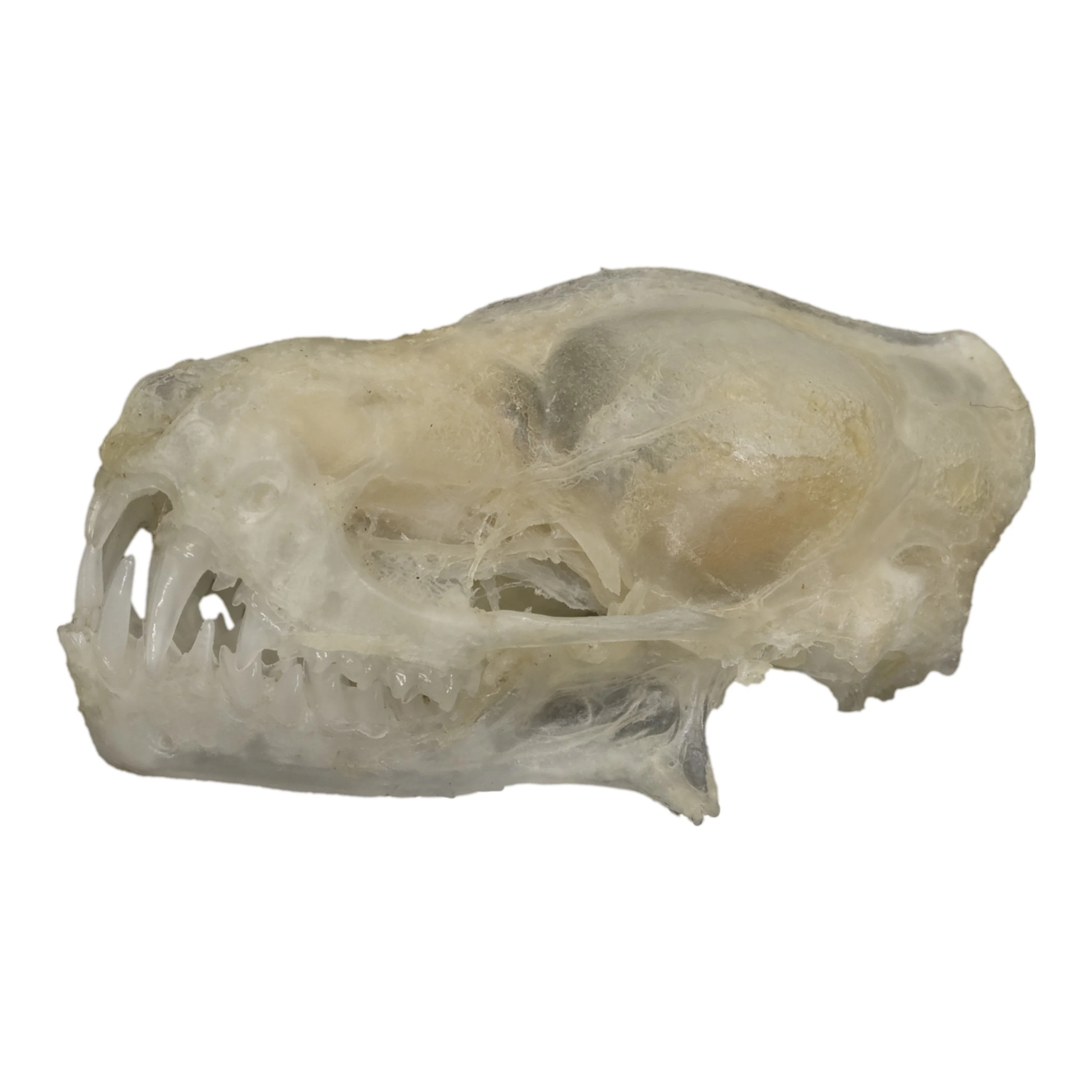 Real Javan Mastiff Bat Skull - Image 4