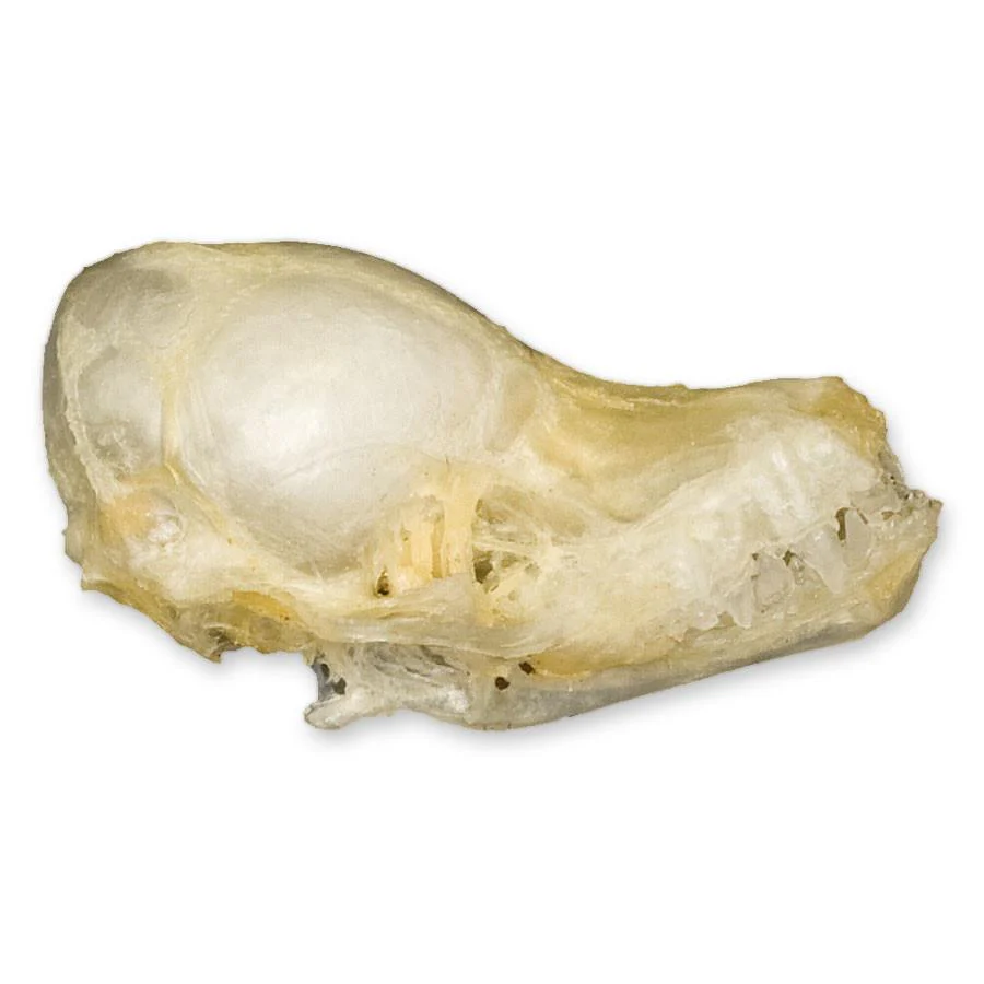 Real Javan Pipistrelle Bat Skull - Image 2