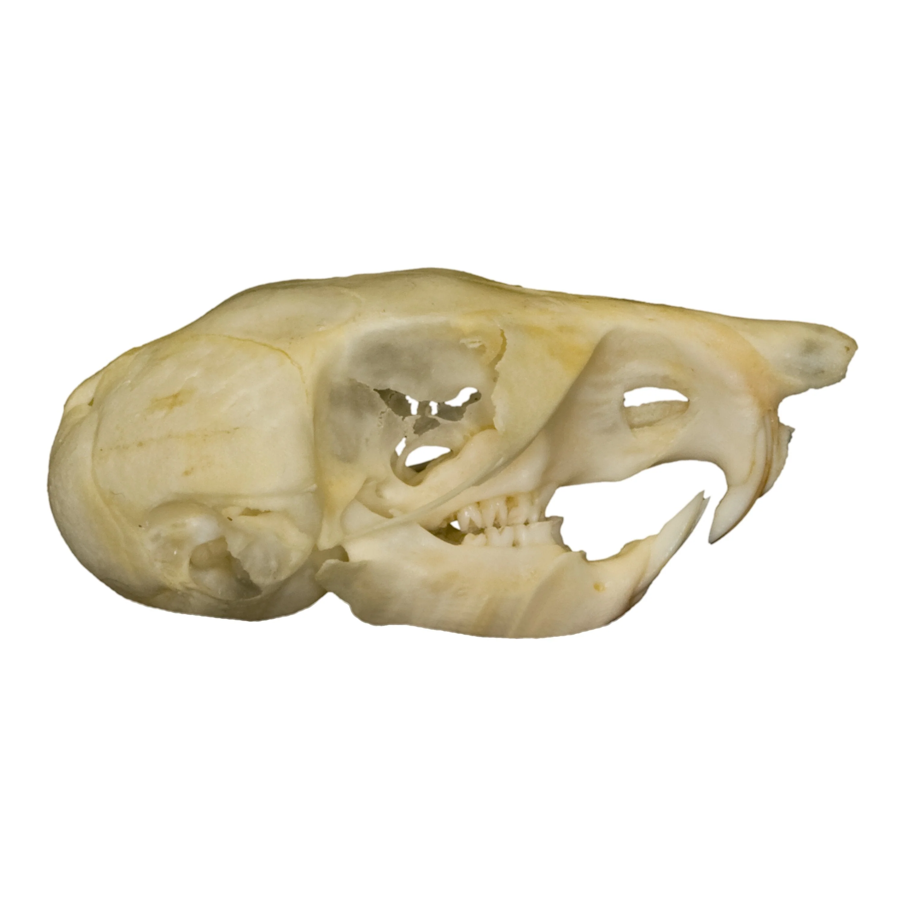 Real Kangaroo Rat Skull - Image 2
