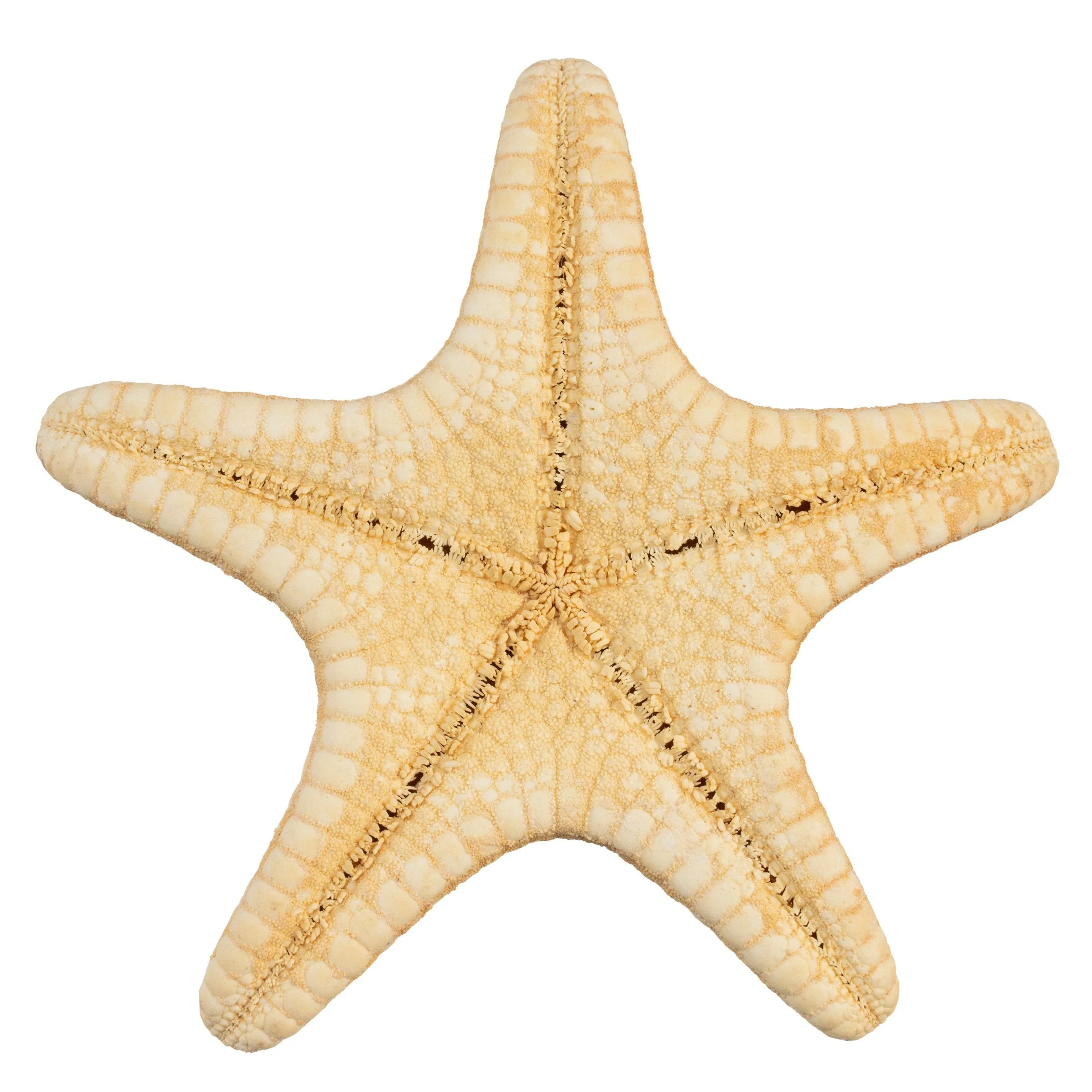 Real Horned Sea Star - Image 2
