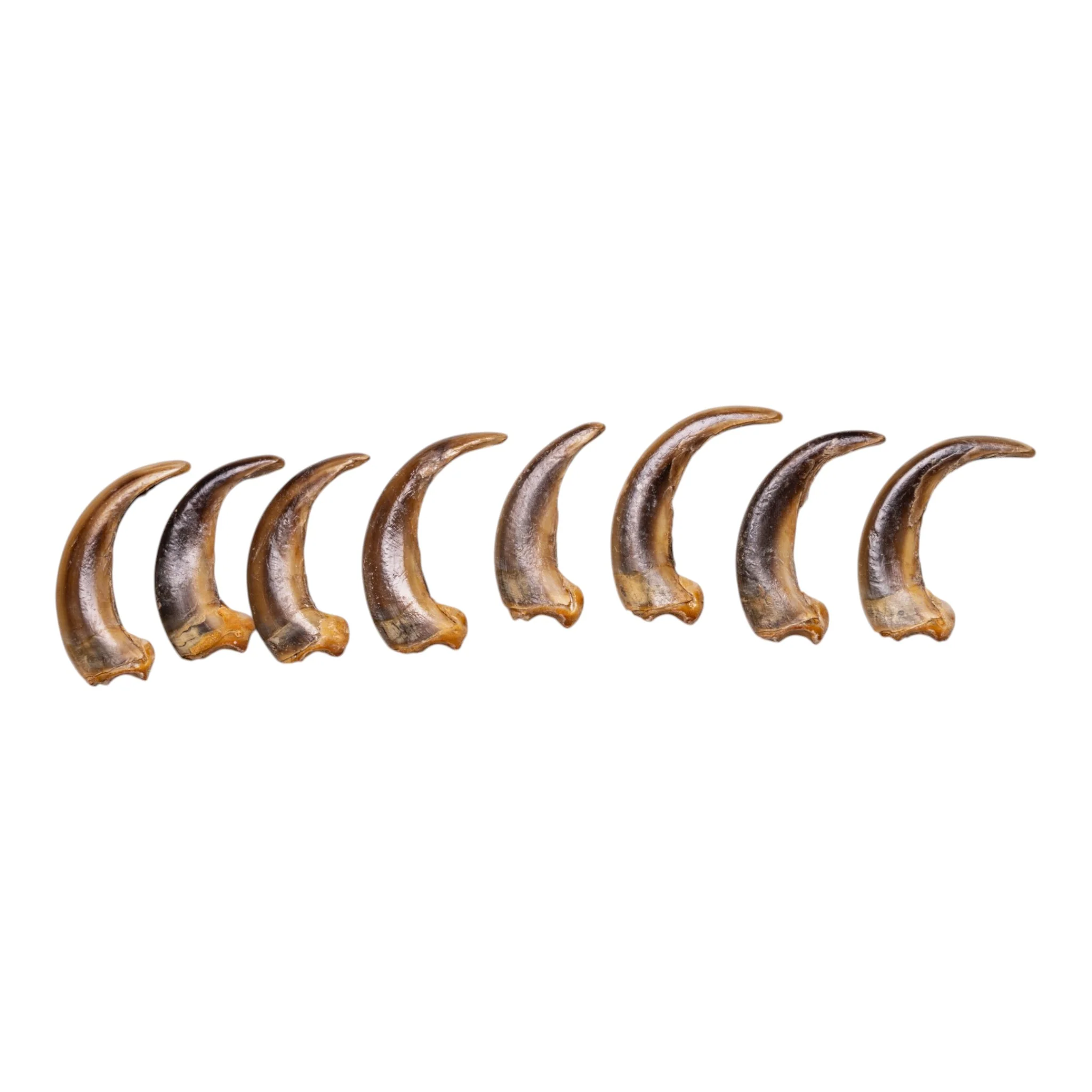 Real Kodiak Grizzly Bear Claw - Single - Image 3