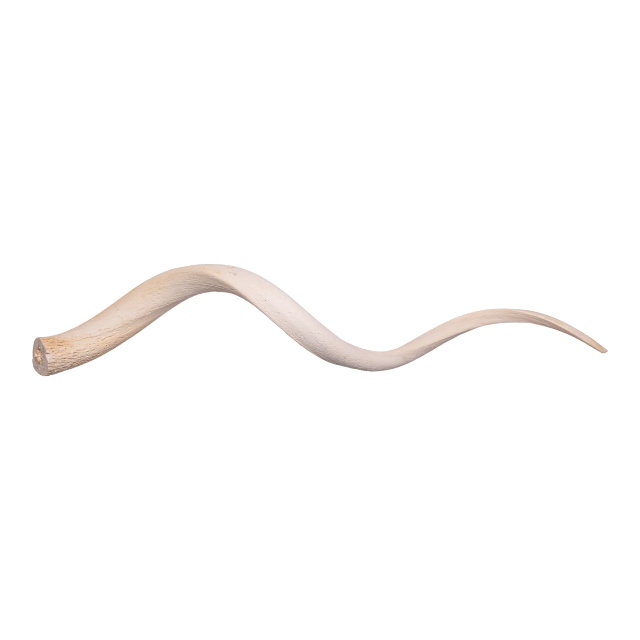 Real Kudu Horn Core - Single - Image 2