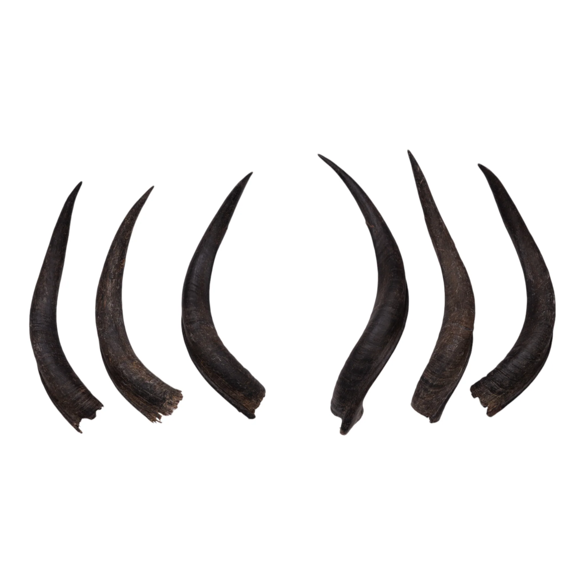 Real Kudu Horn - Single - Image 3