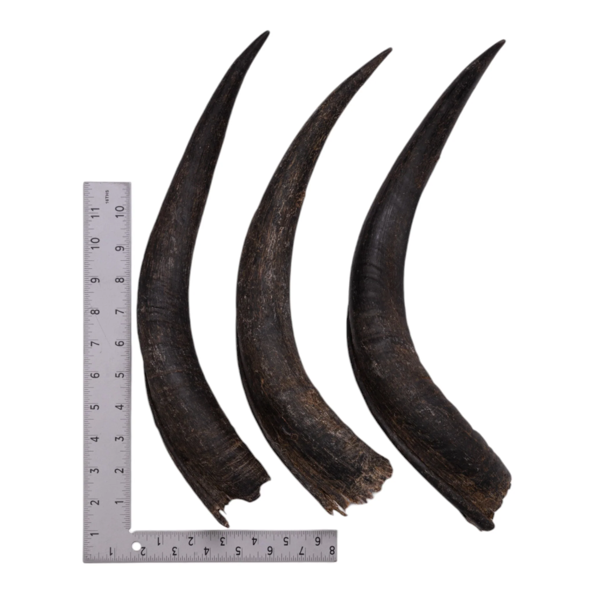 Real Kudu Horn - Single - Image 4