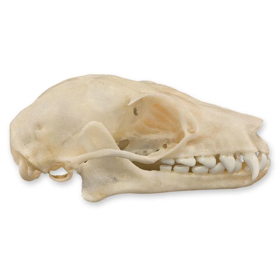 Real Leschenault's Rousette Fruit Bat Skull - Image 2