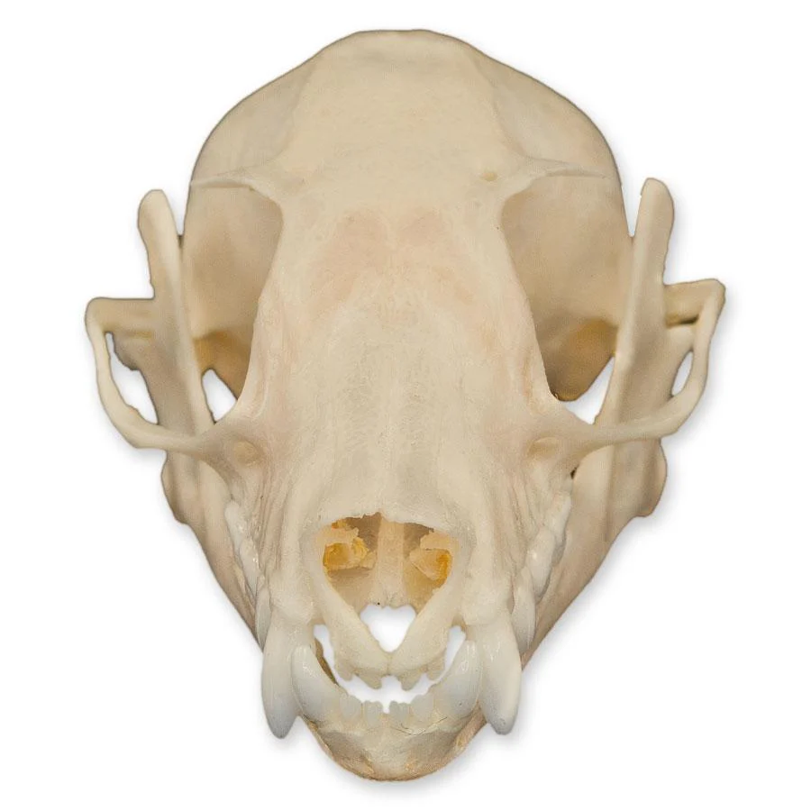 Real Leschenault's Rousette Fruit Bat Skull - Image 3