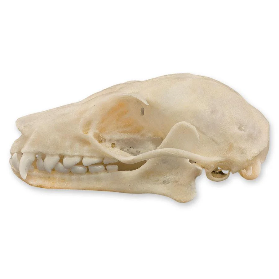 Real Leschenault's Rousette Fruit Bat Skull - Image 4