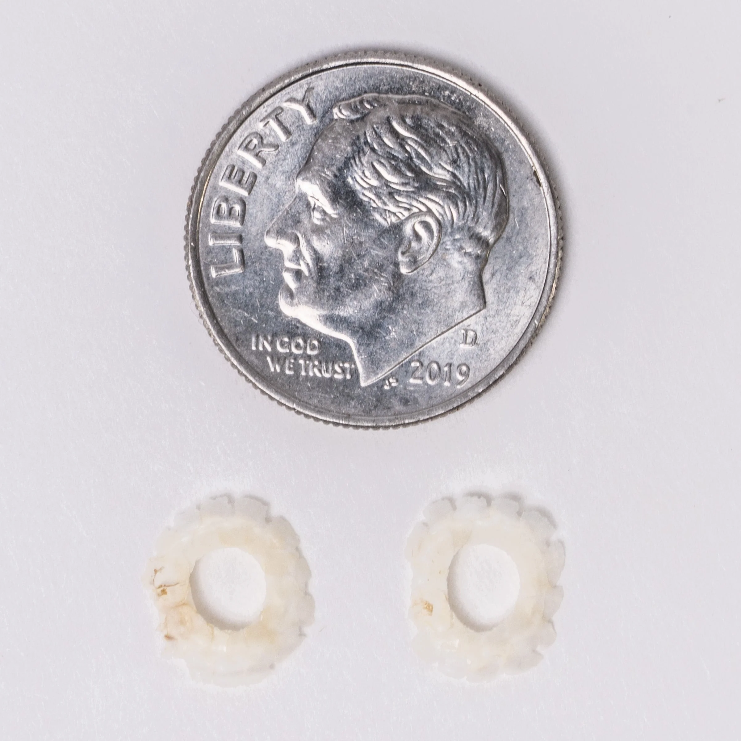 Real Lizard Sclerotic Ossicle Pair - Image 3